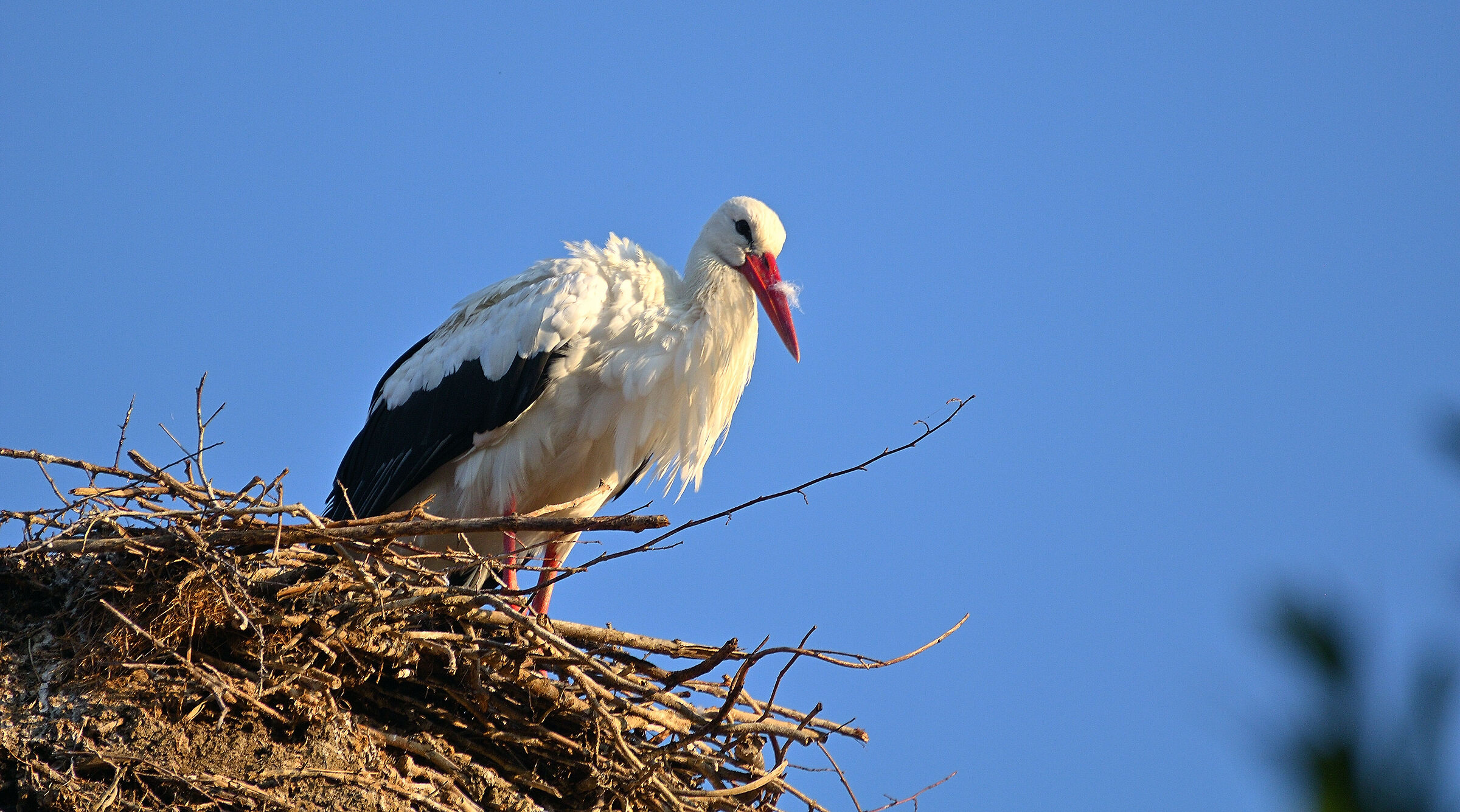 Centro Cicogne Racconigi...
