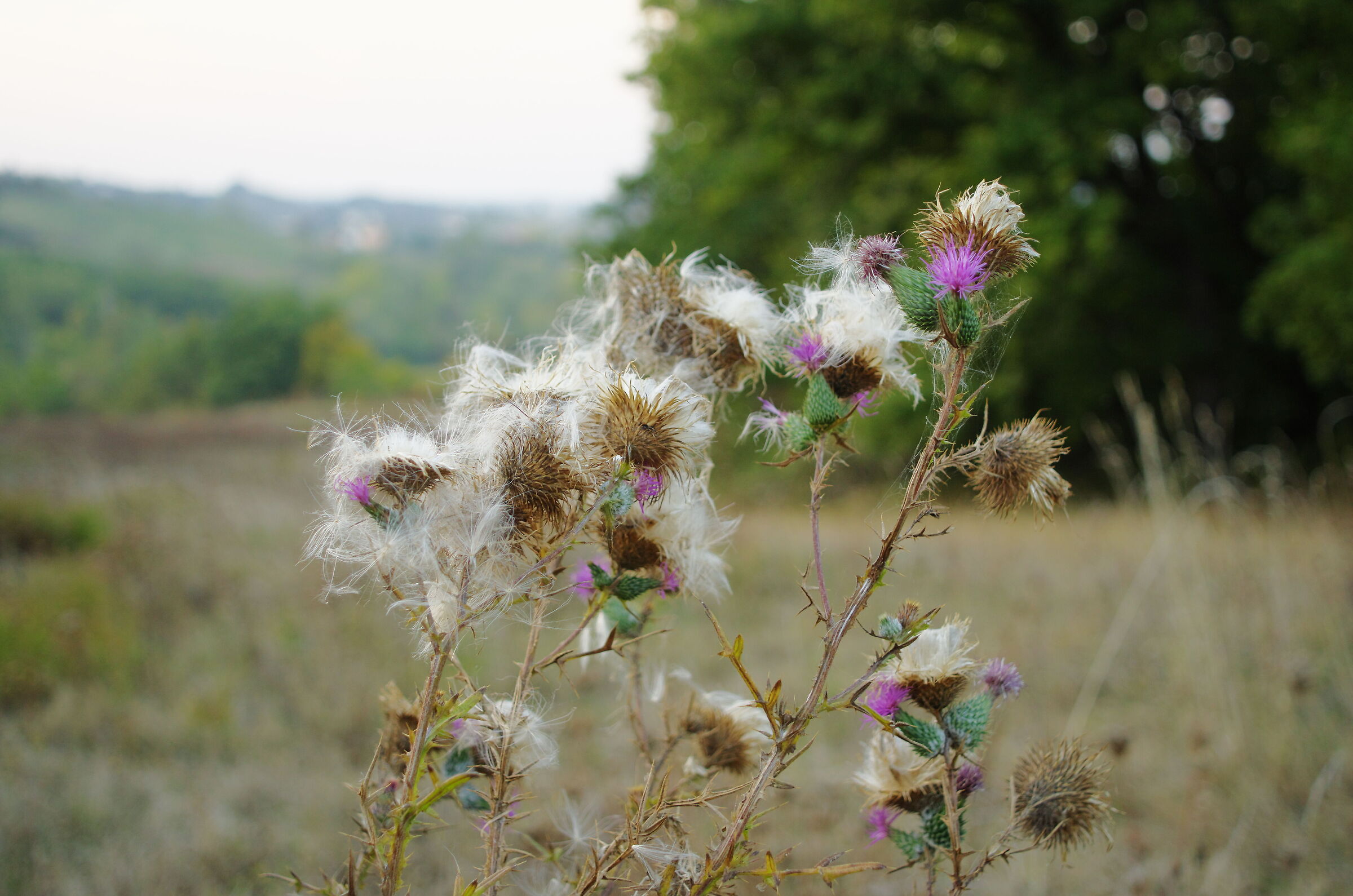 October Flowers