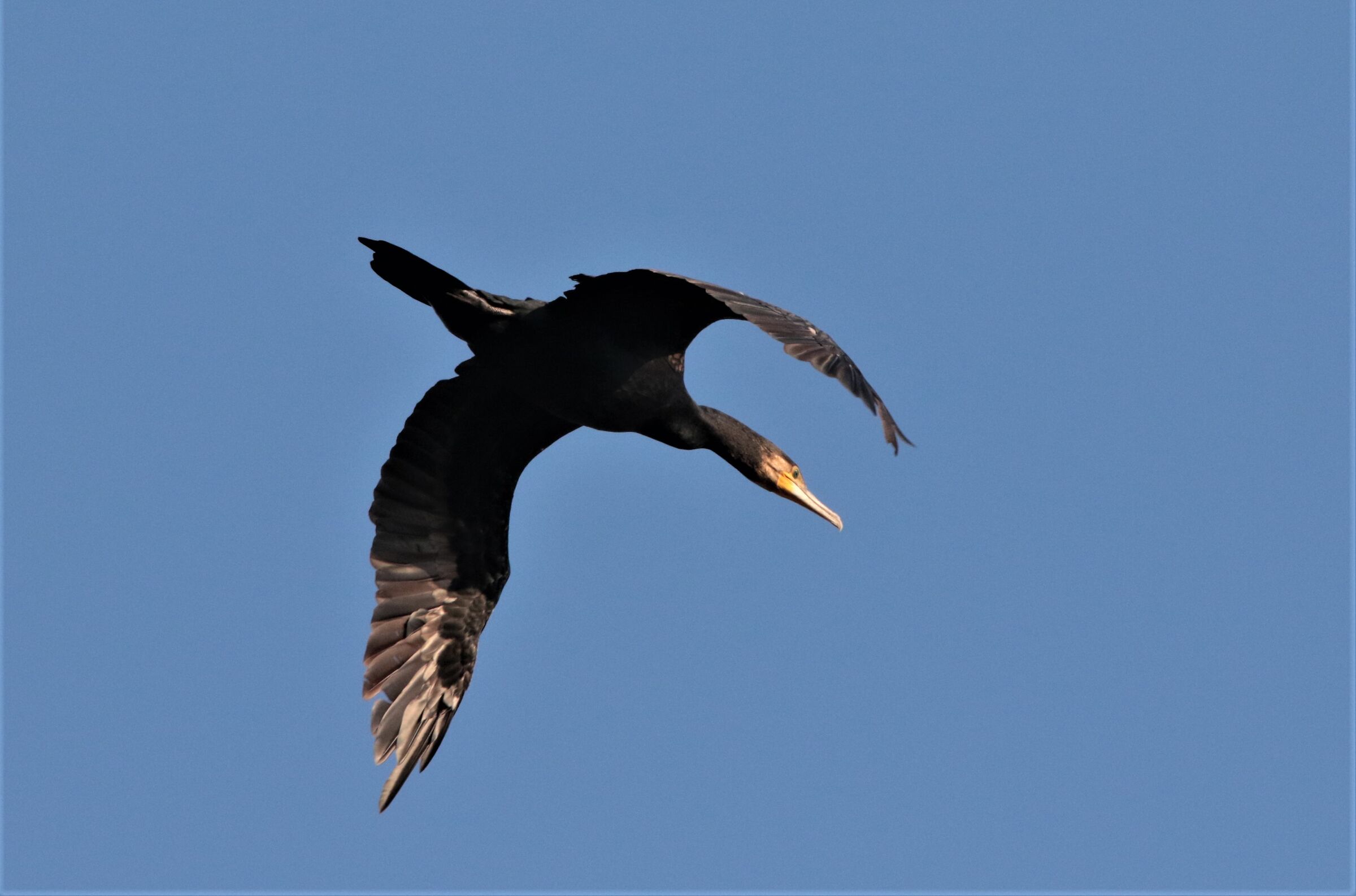 cormorano