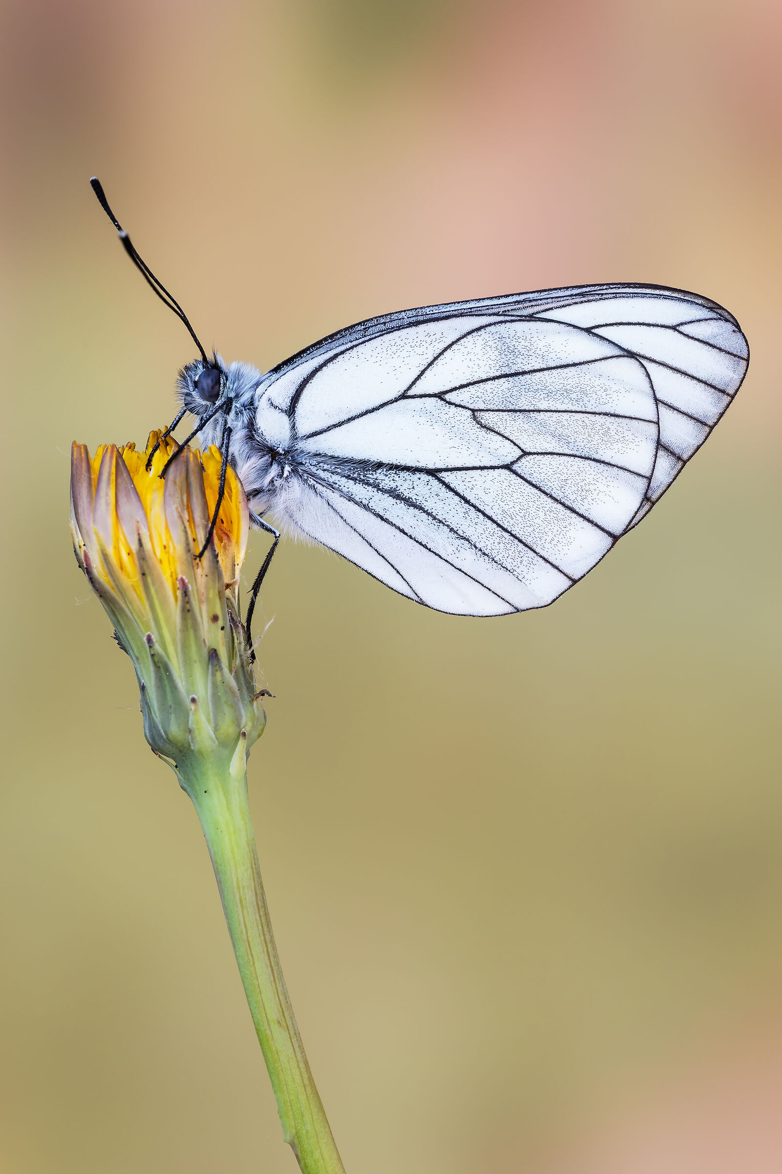 Aporia crataegi