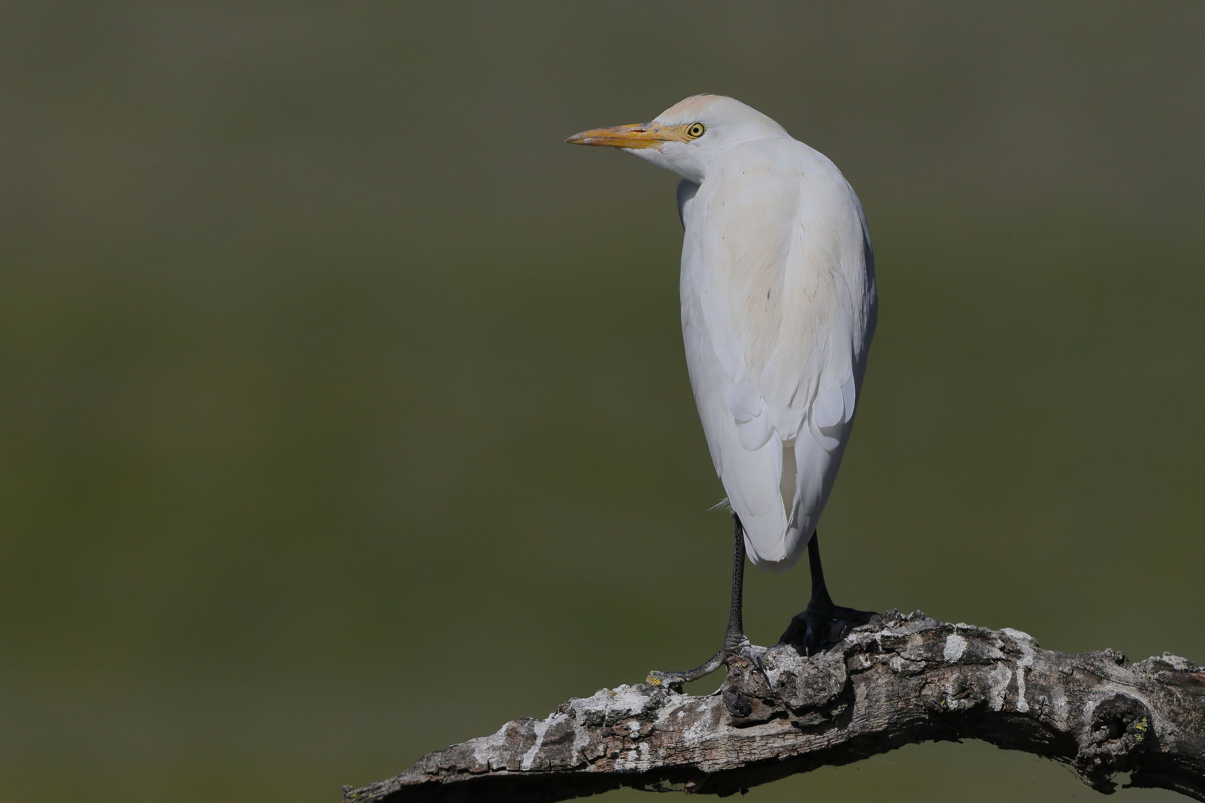 Cattle egret