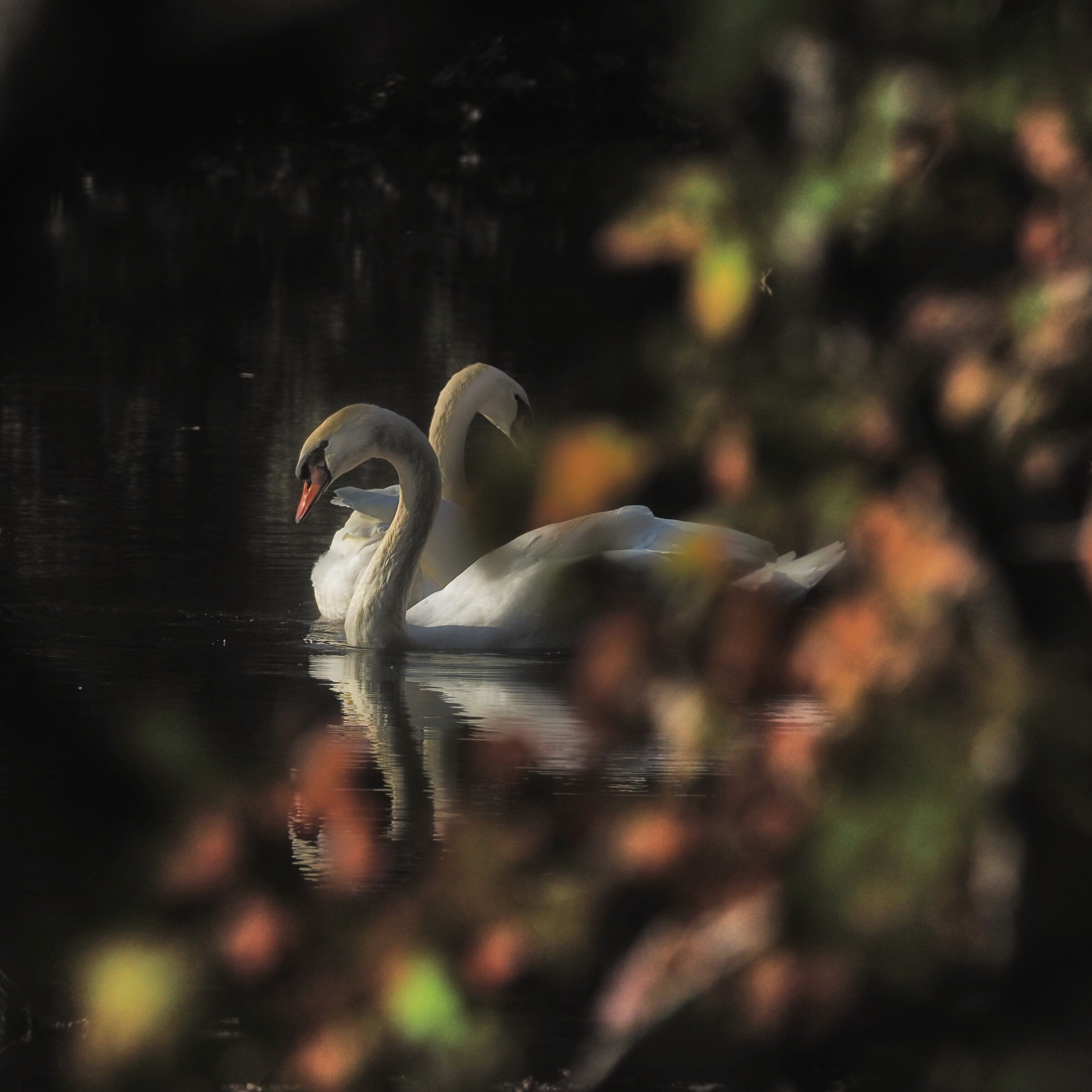 Swan in autumn