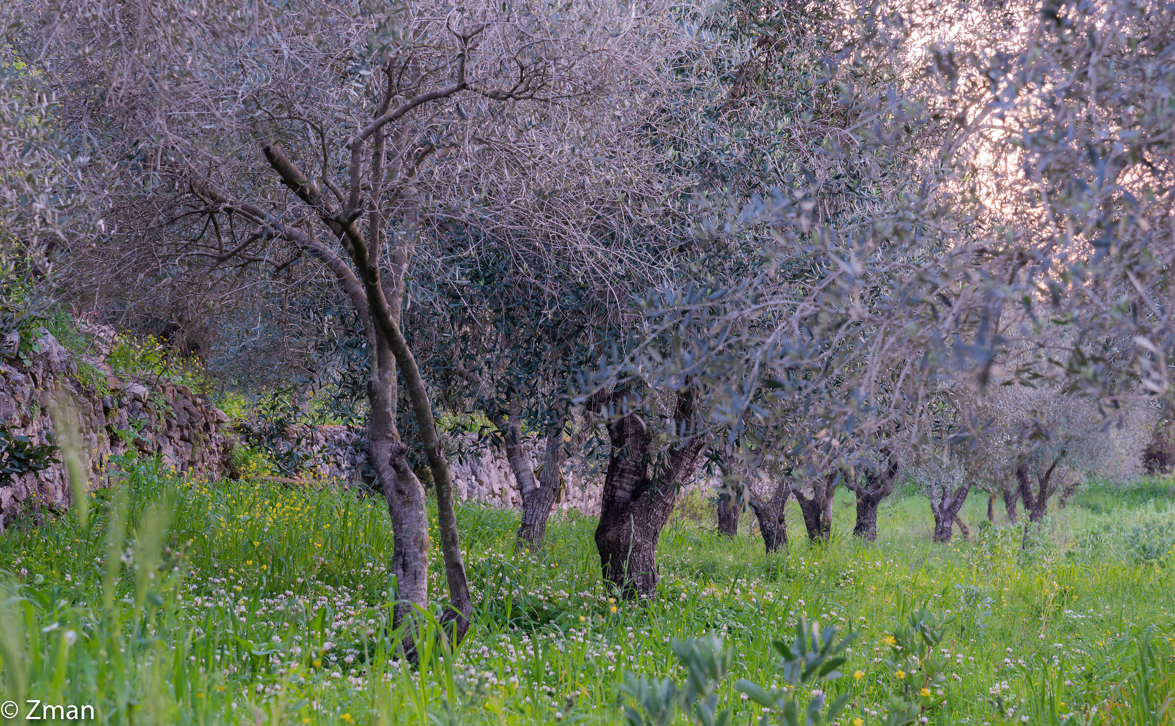 Olive Trees