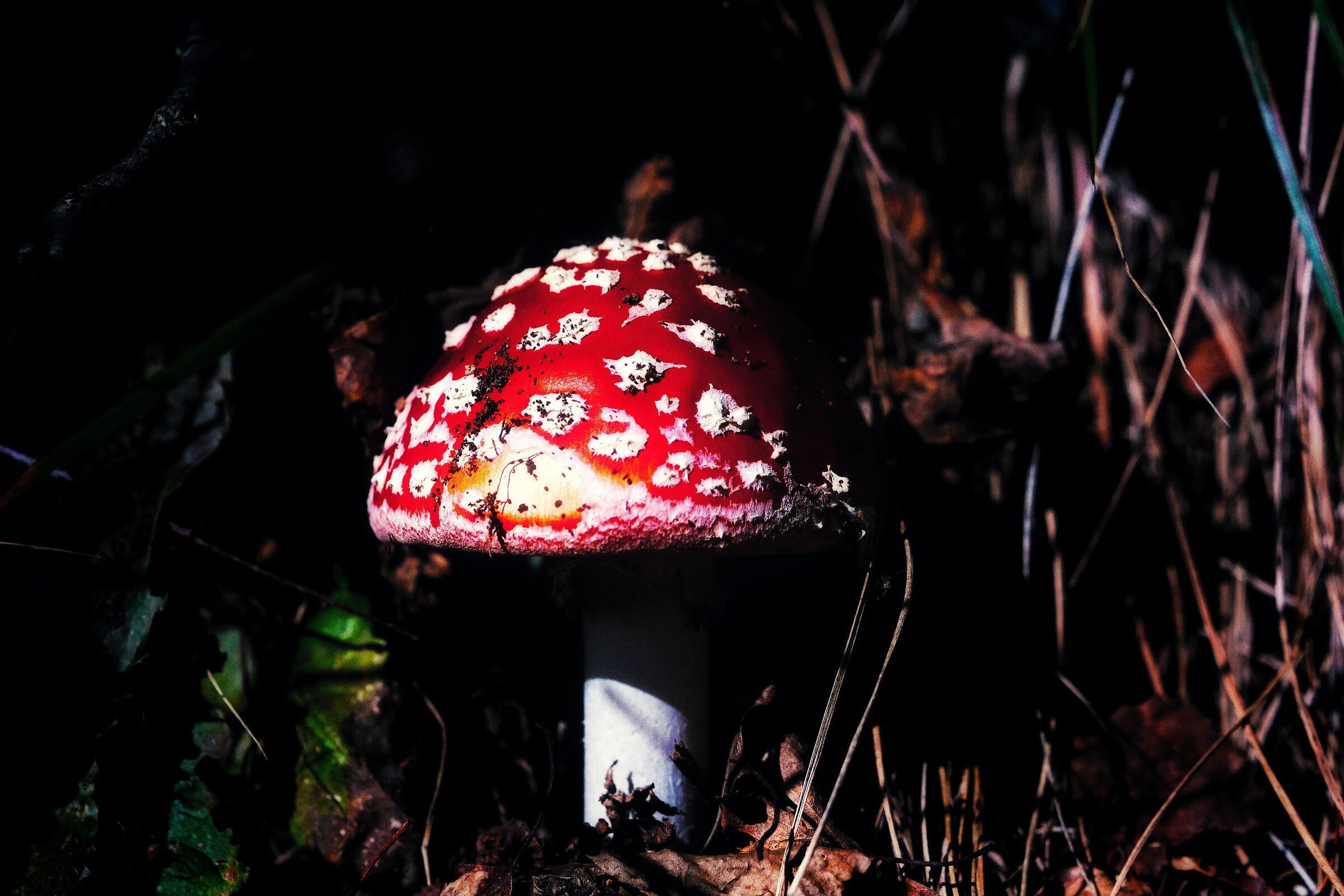 Amanita muscaria
