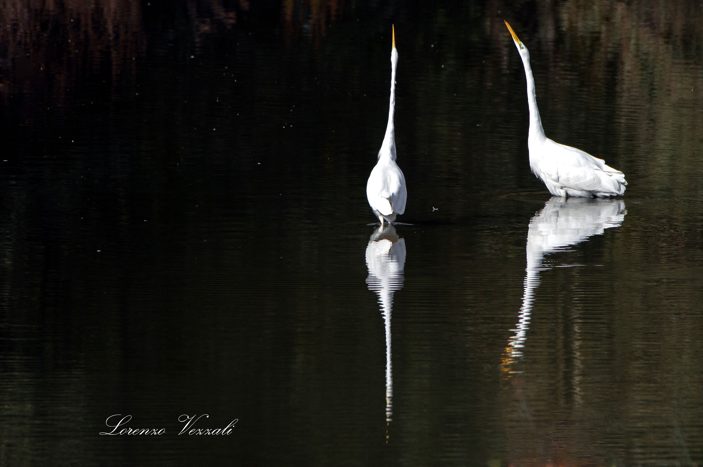 Corteggiamento tardivo