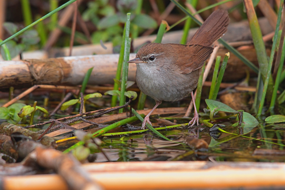 Cetti's Warbler