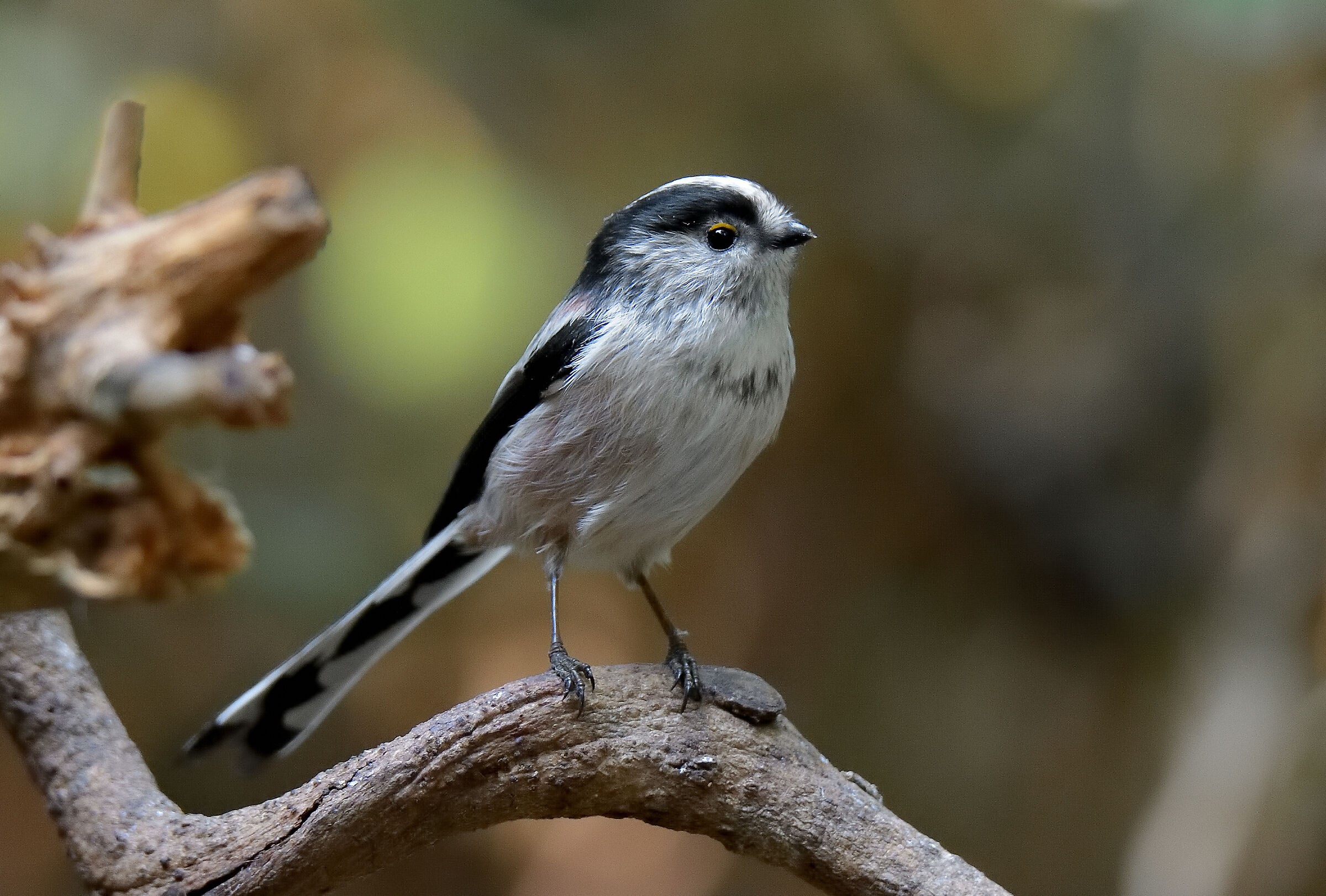 il simpatico codibugnolo