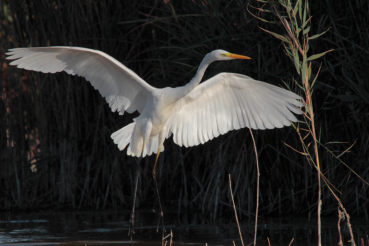 Great Egret