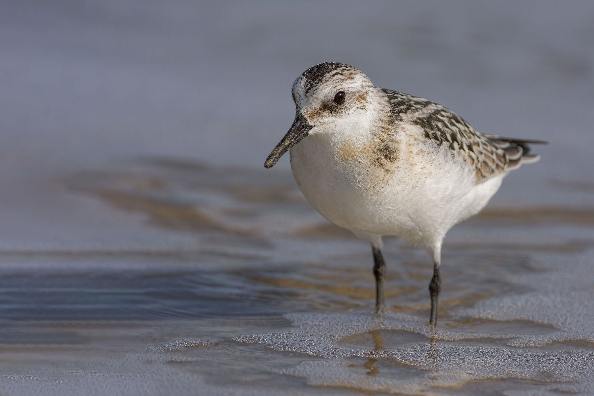 Three-toed rainwater (Calidris alba)