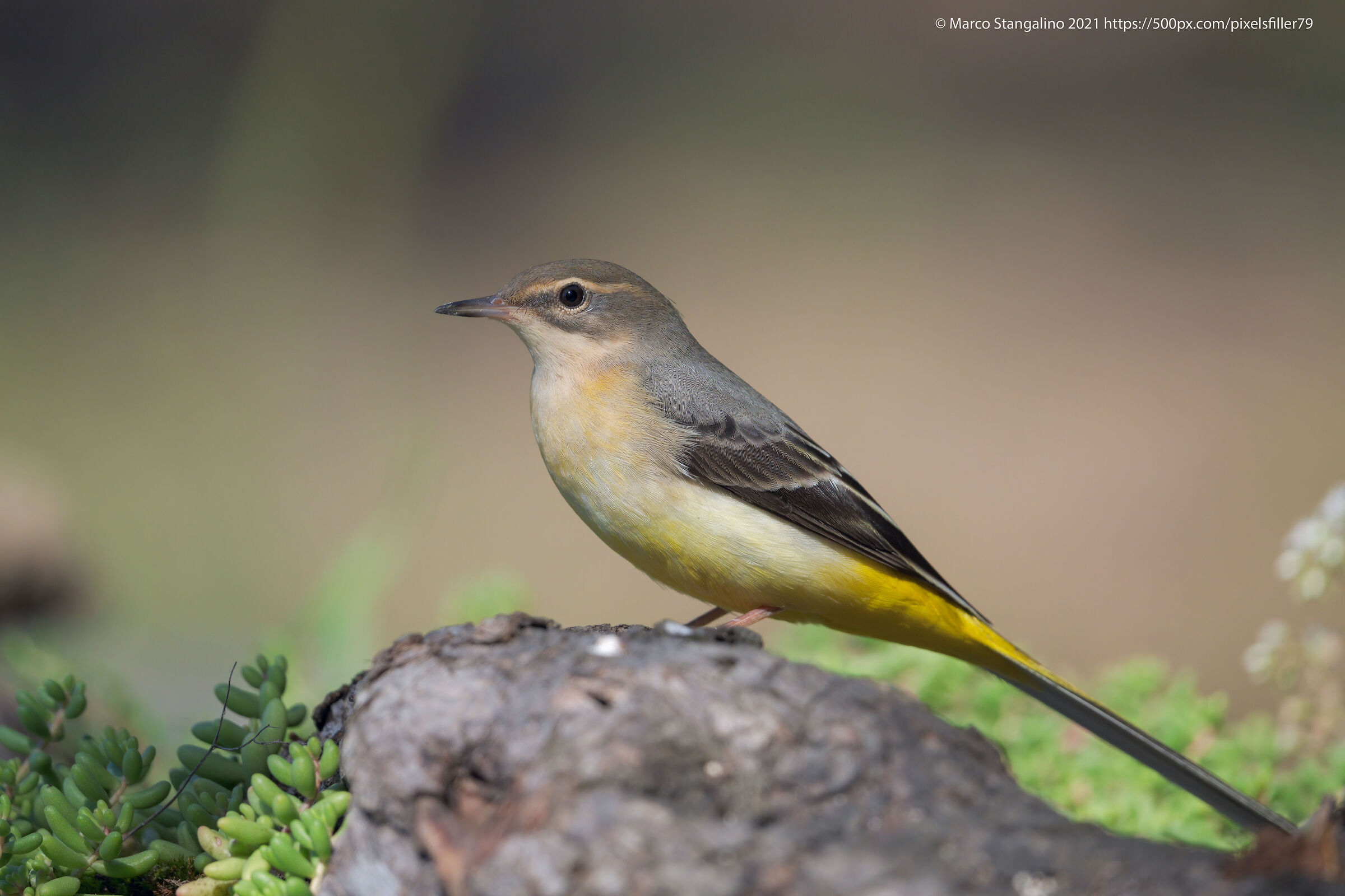 The Yellow Ballerina