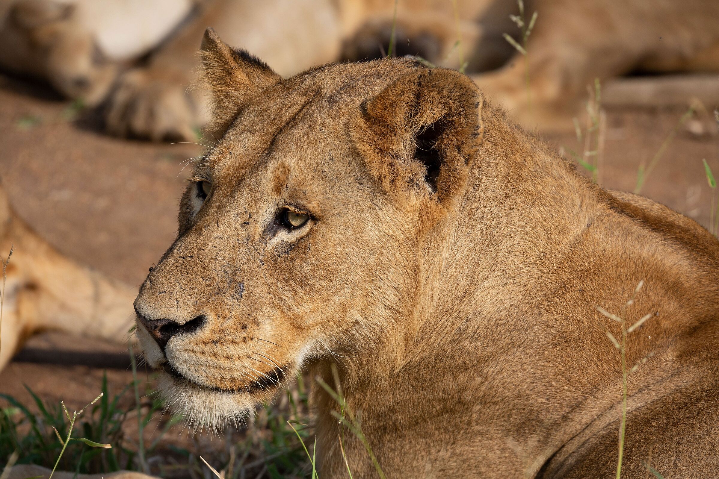 Giovanissimo leone....