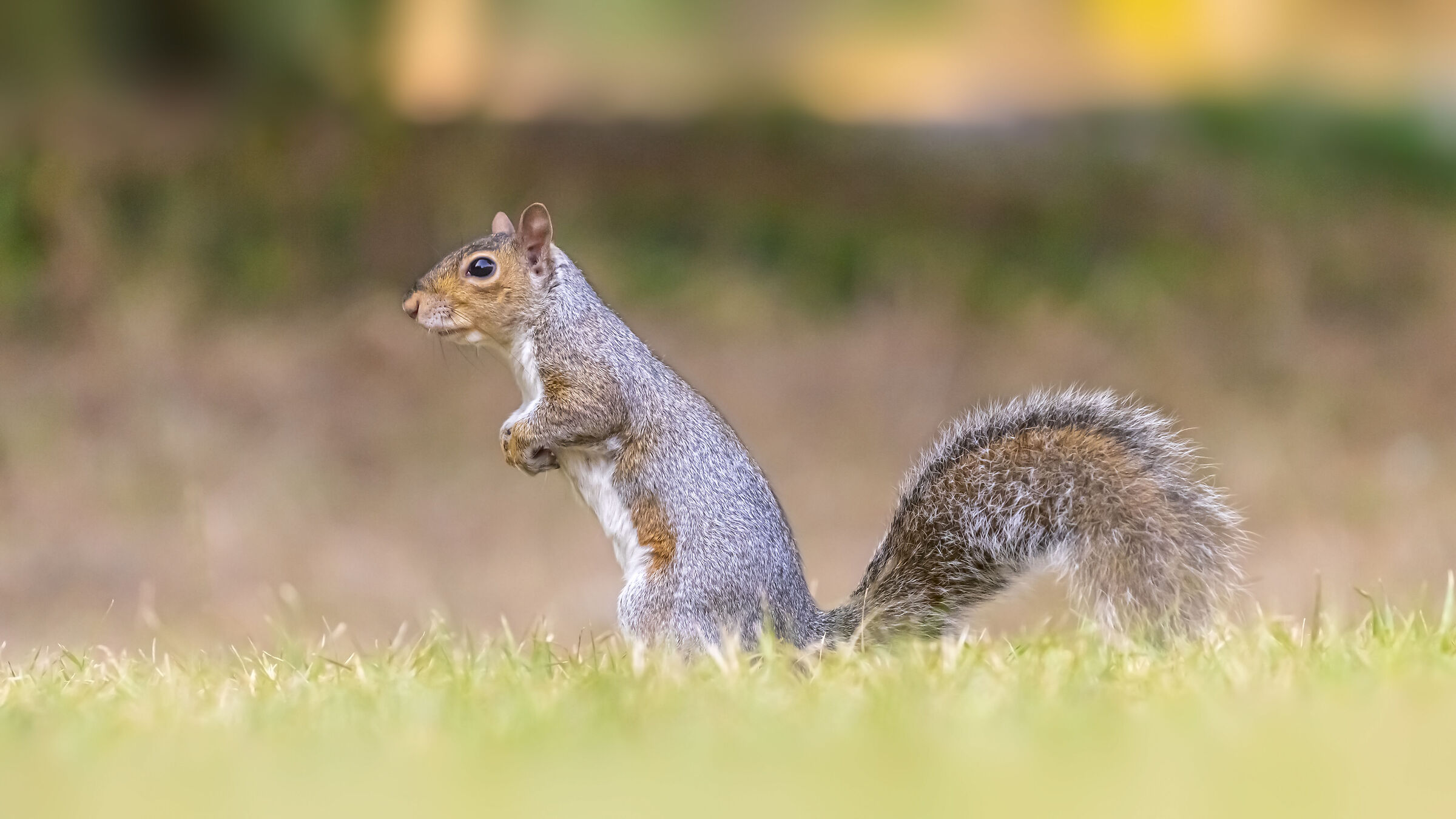 In the middle of the lawn