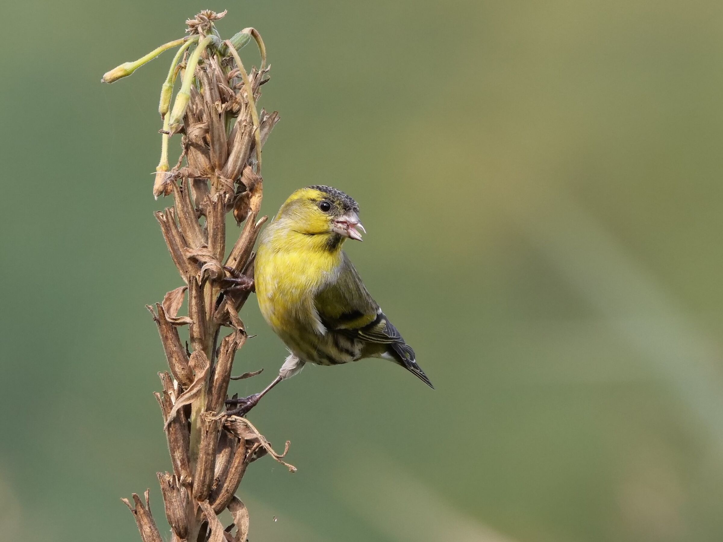 The Lucherini have arrived