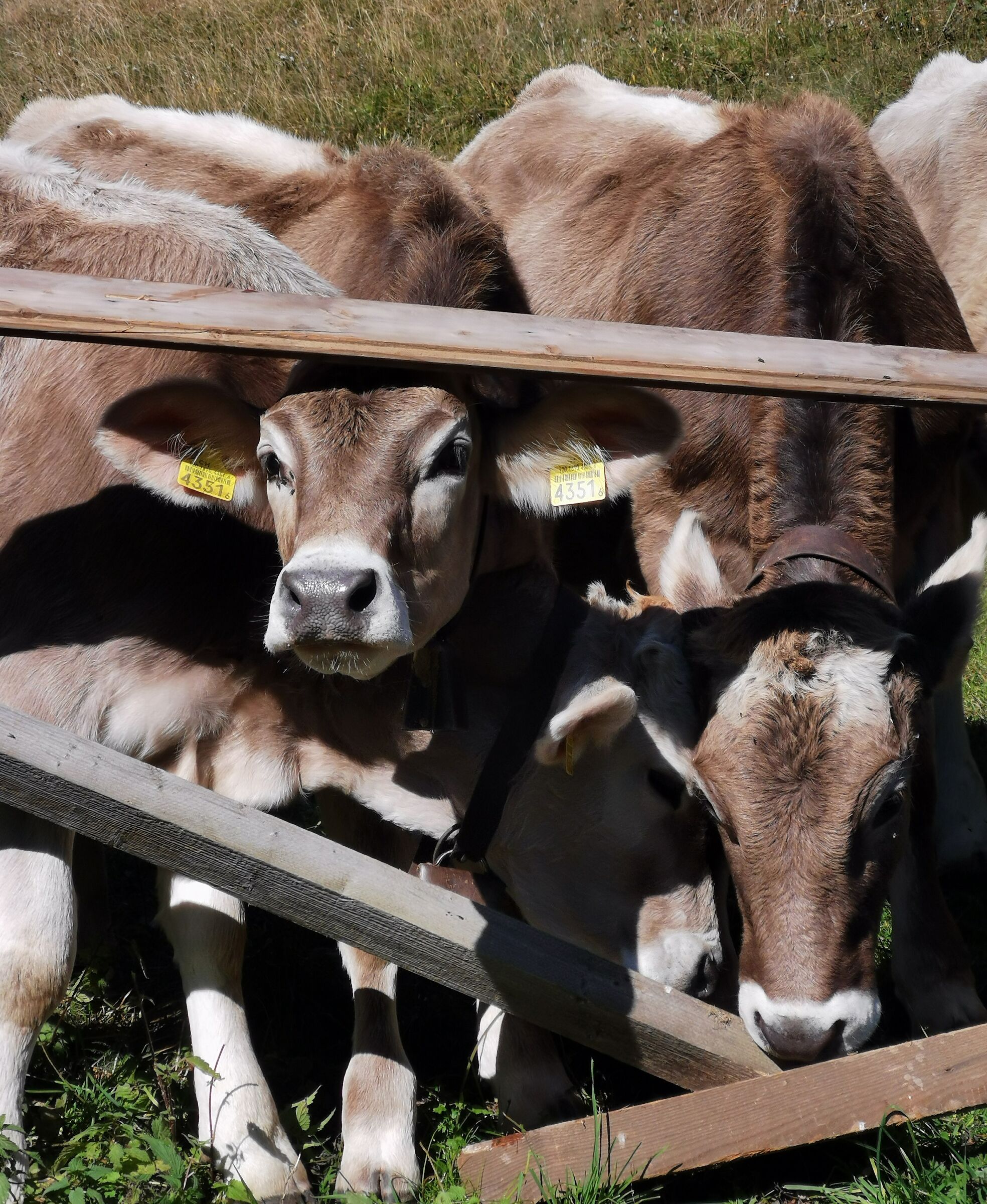 Muuuu / Piej Valle Onsernone CH