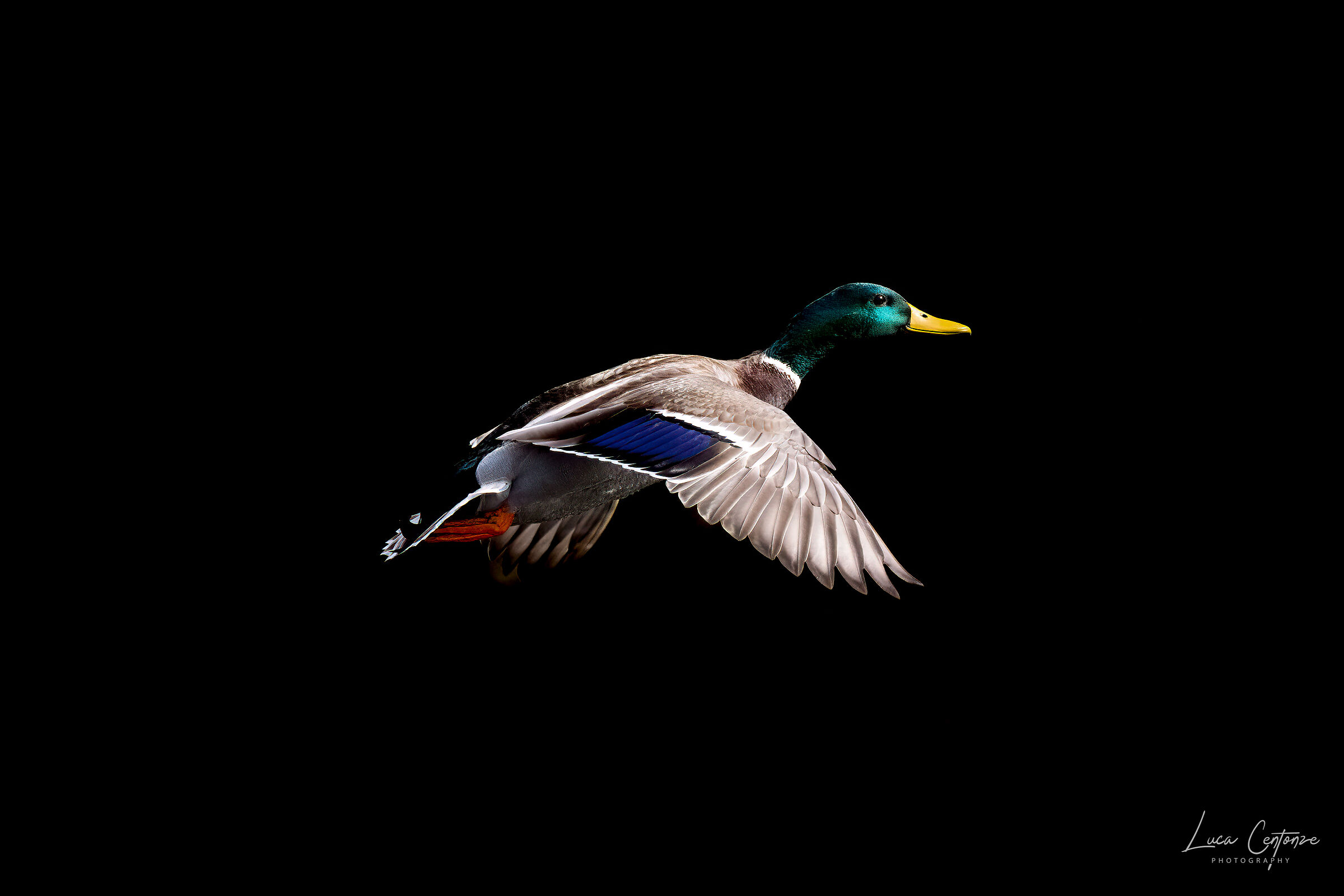 Mallard Duck (Anas platyrhynchos) Germano Reale