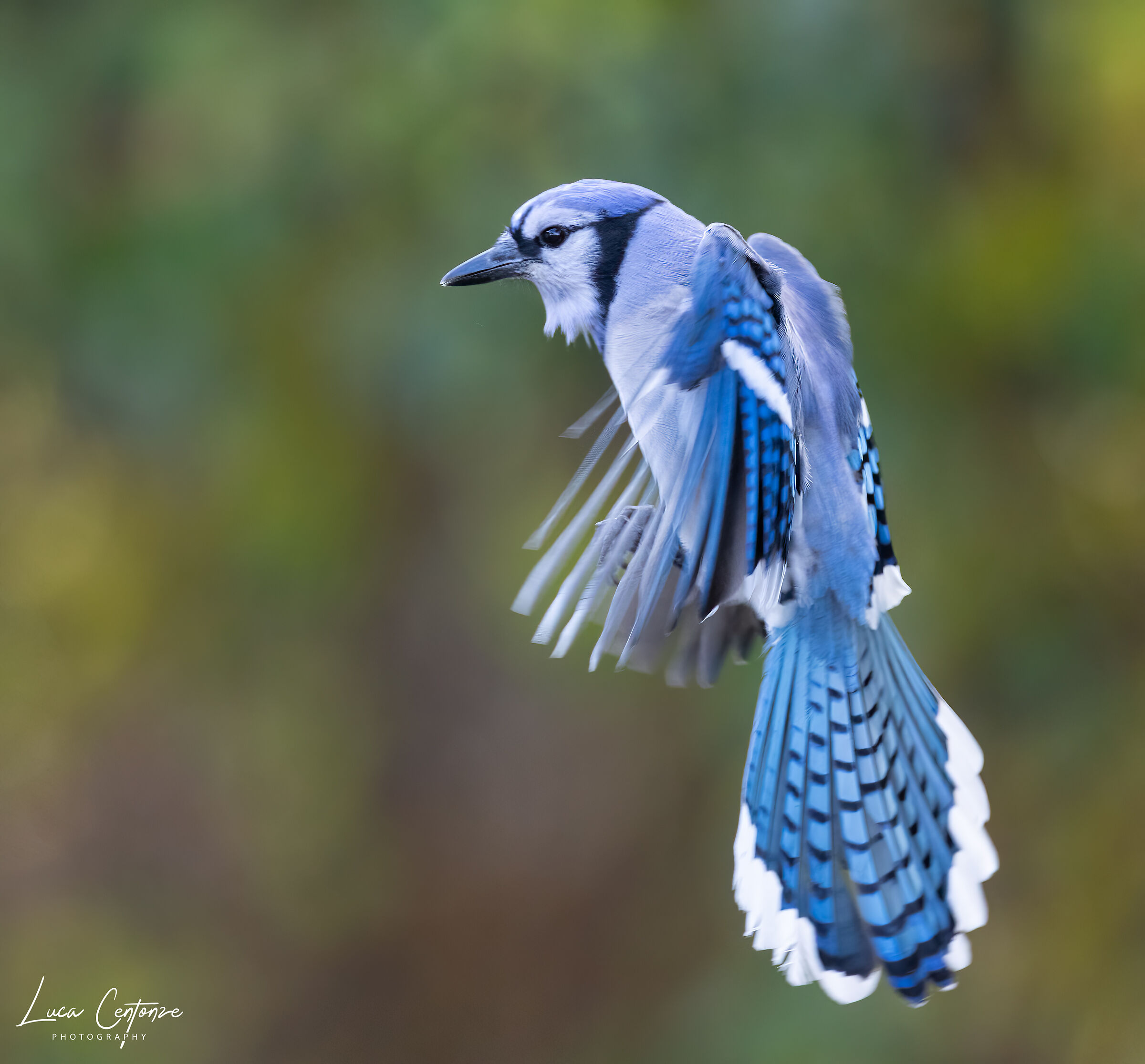Blue Jay - Ghiandaia Americana