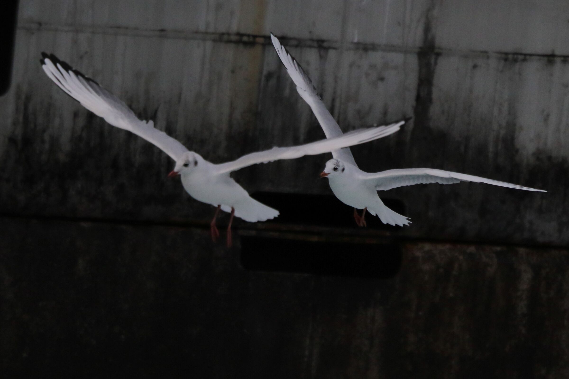 Land gulls