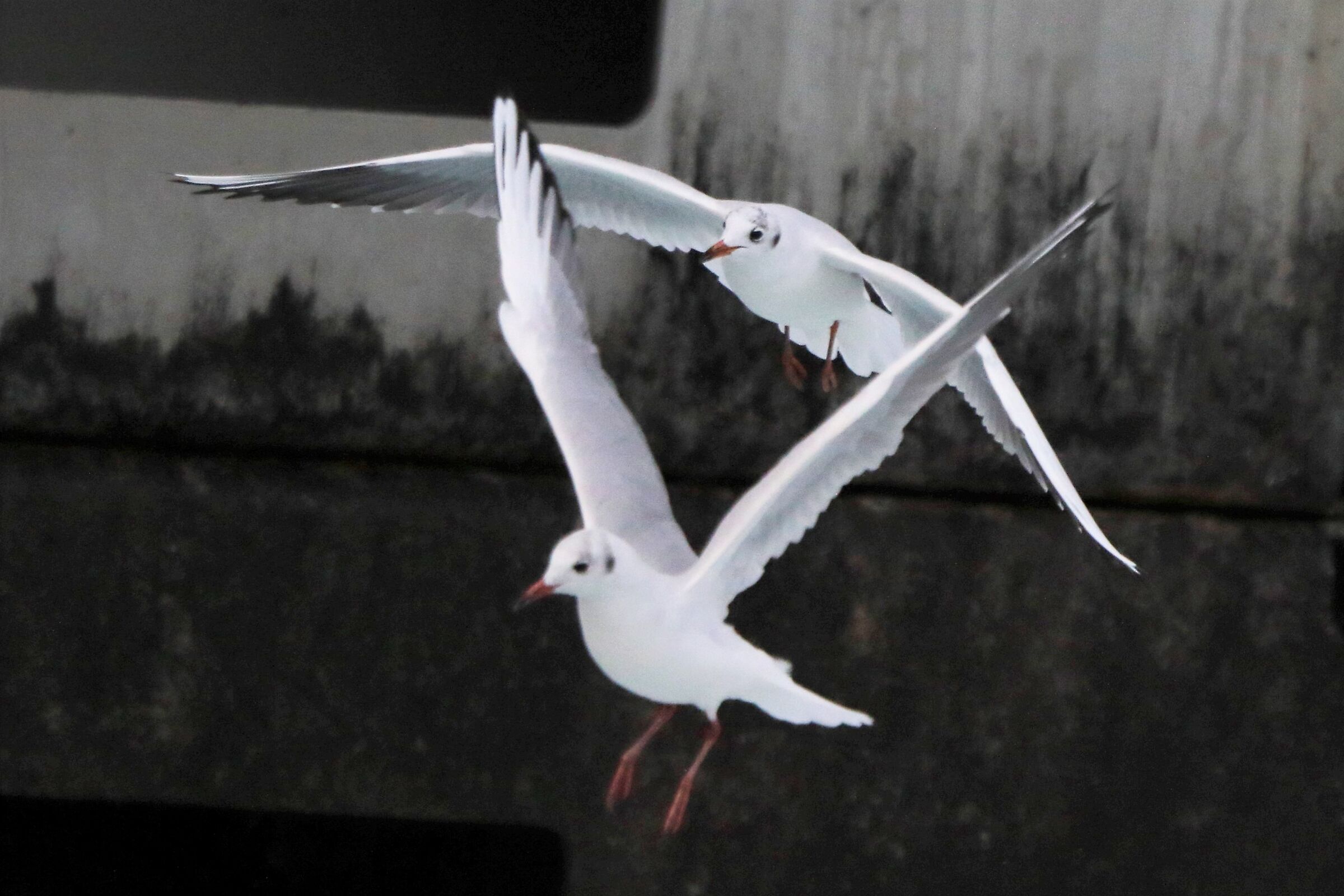 Land gulls
