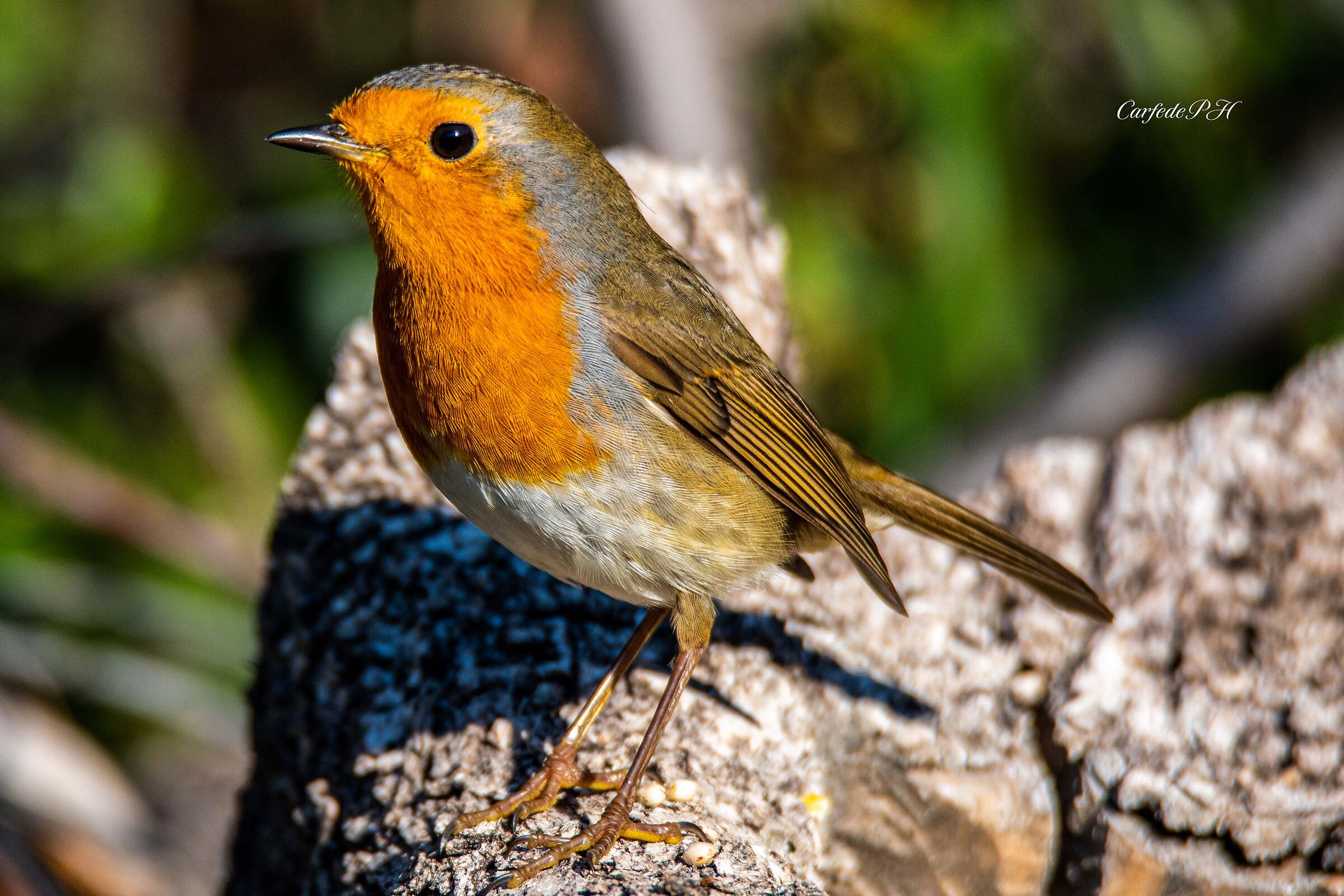 portrait of a robin