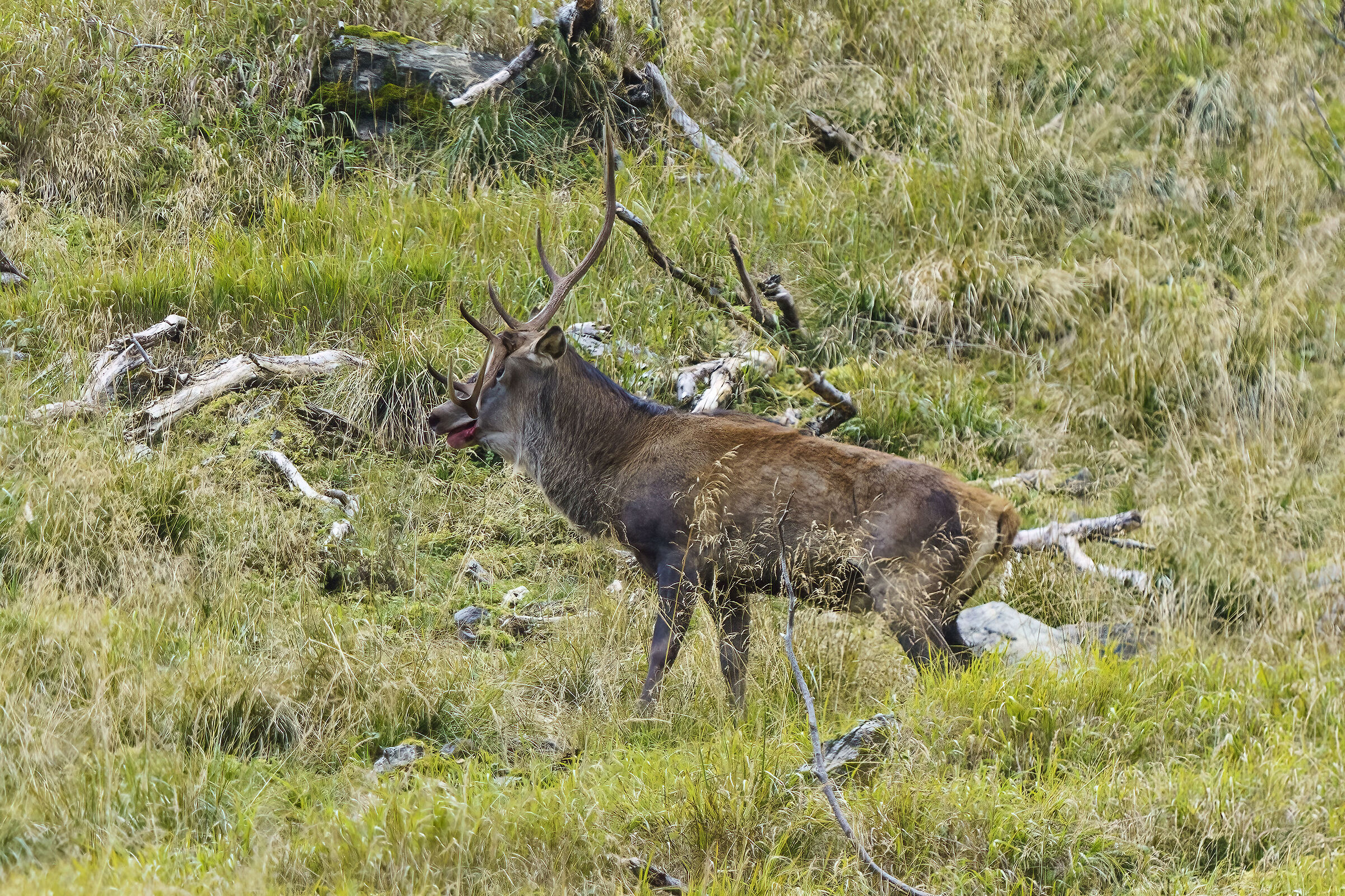 Injured deer