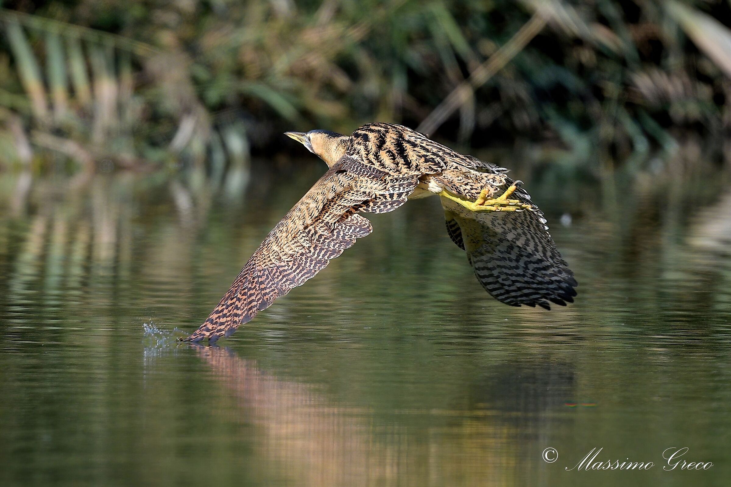 Bittern (Botaurus stellaris)
