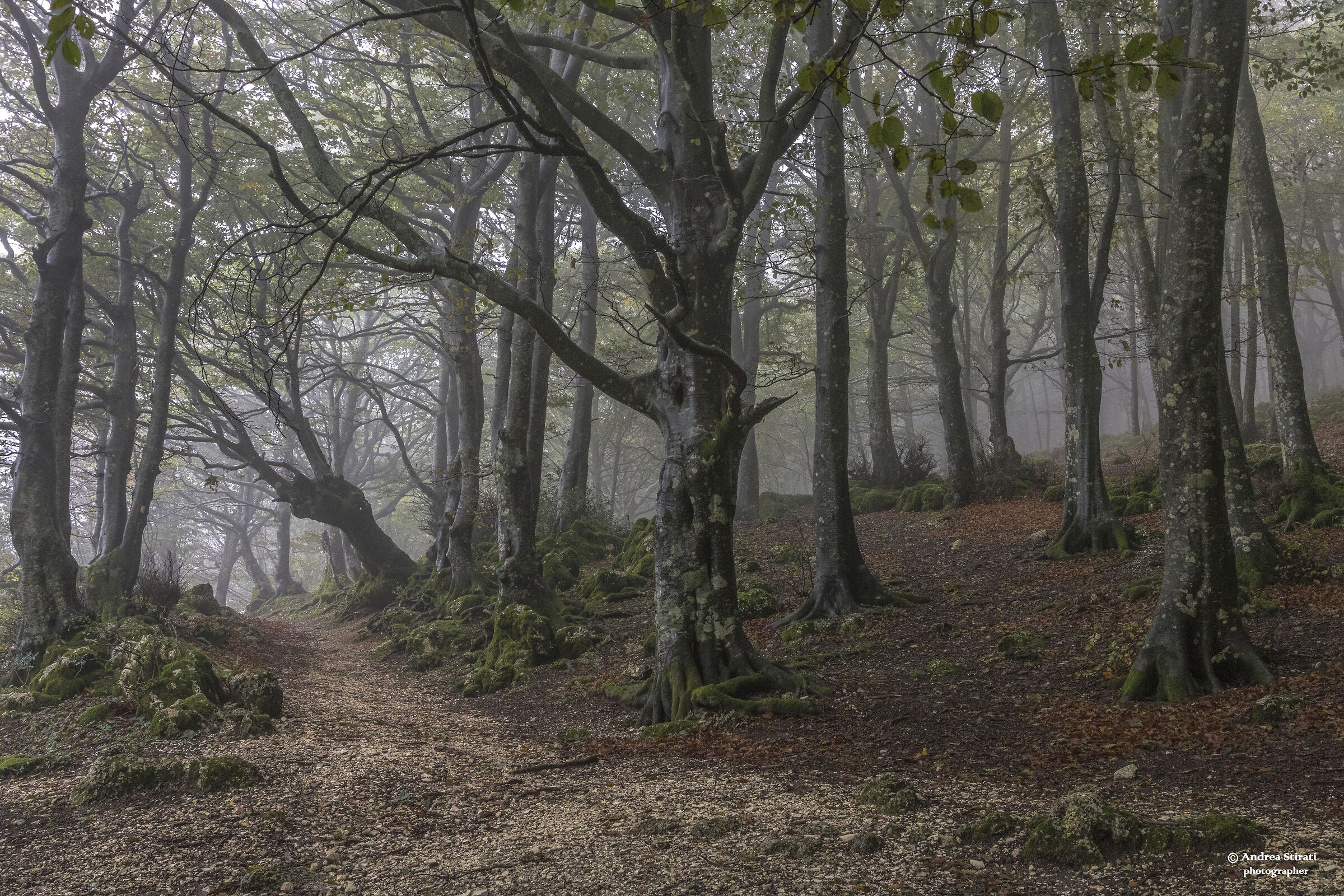 the beech forest in autumn
