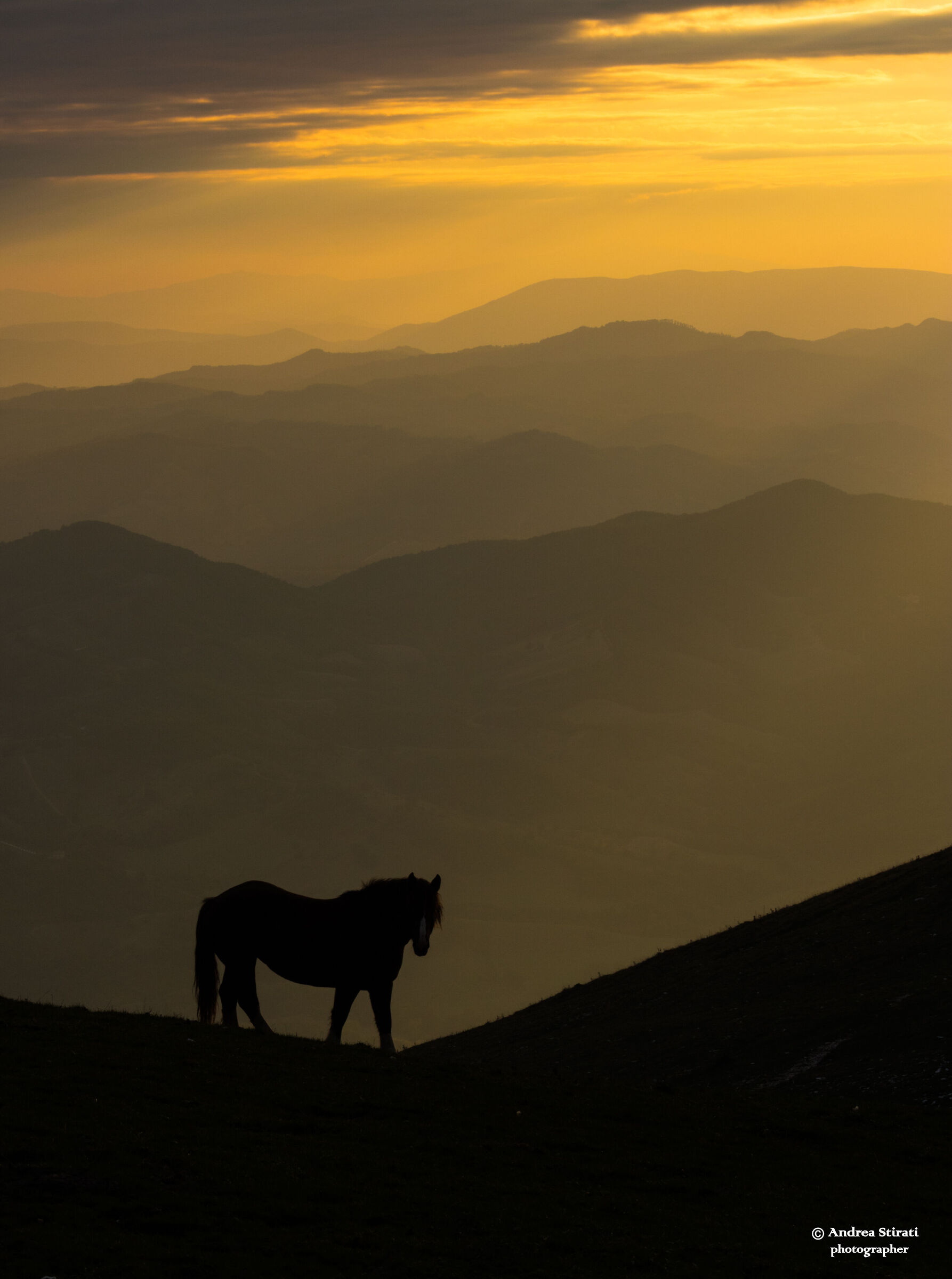 horse at sunset