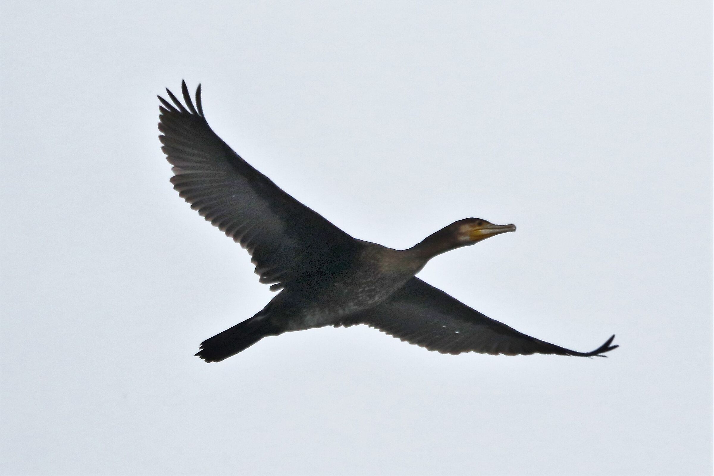 cormorant