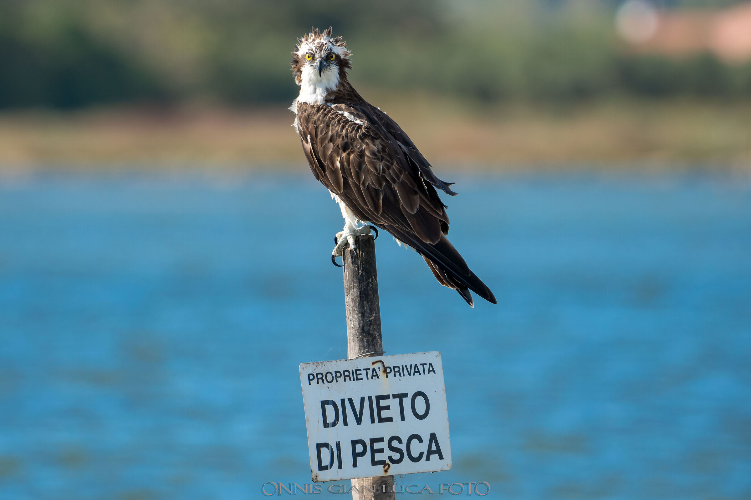 Falco Pescatore