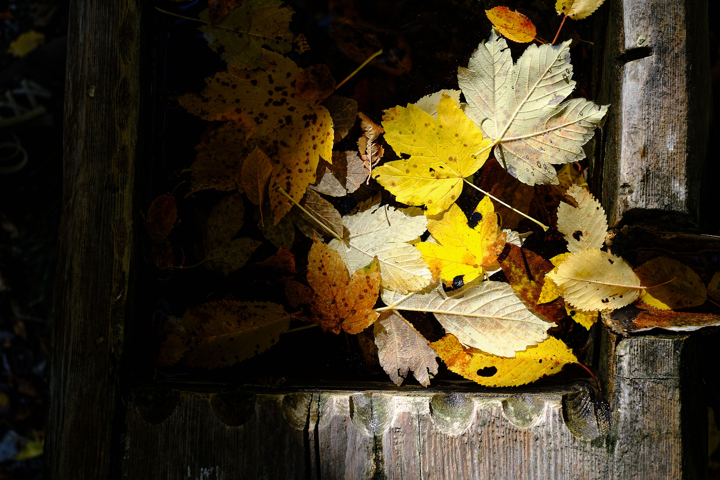 fallen leaves in the trough