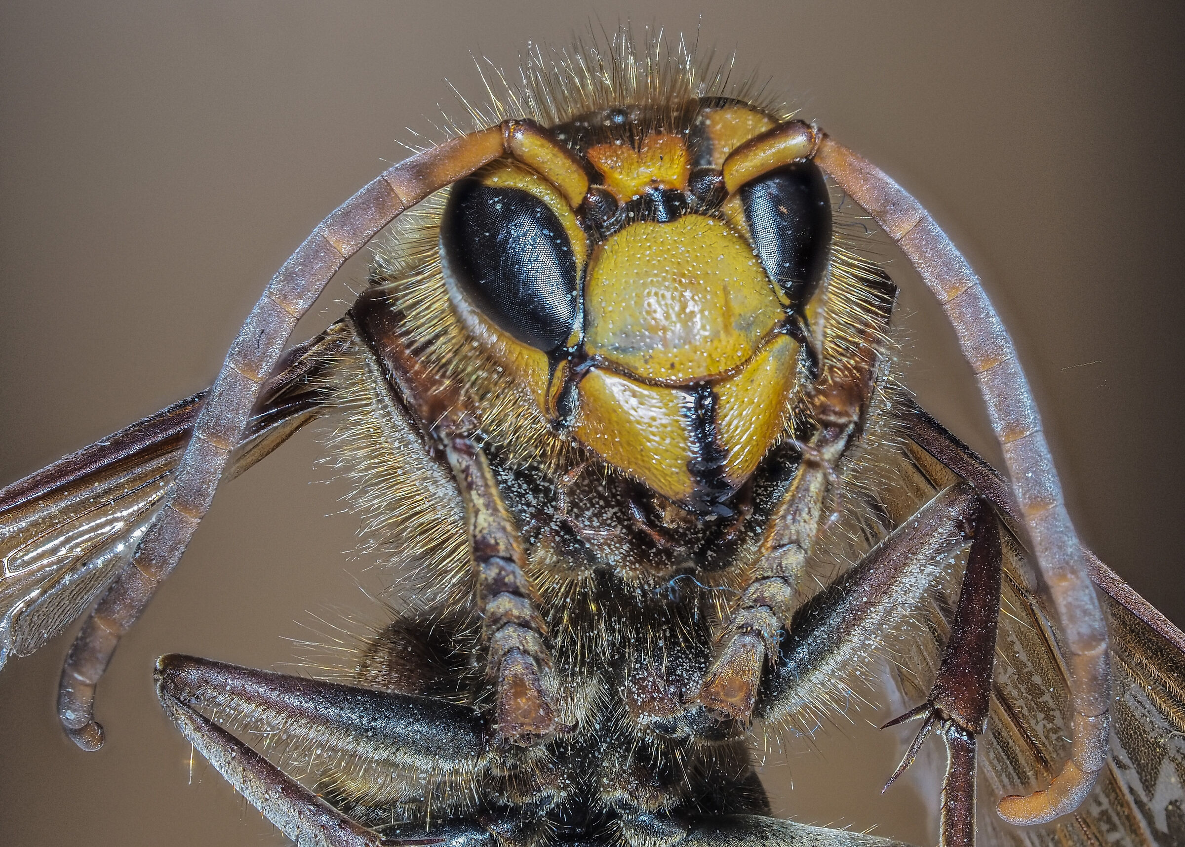 Vespa crabro
