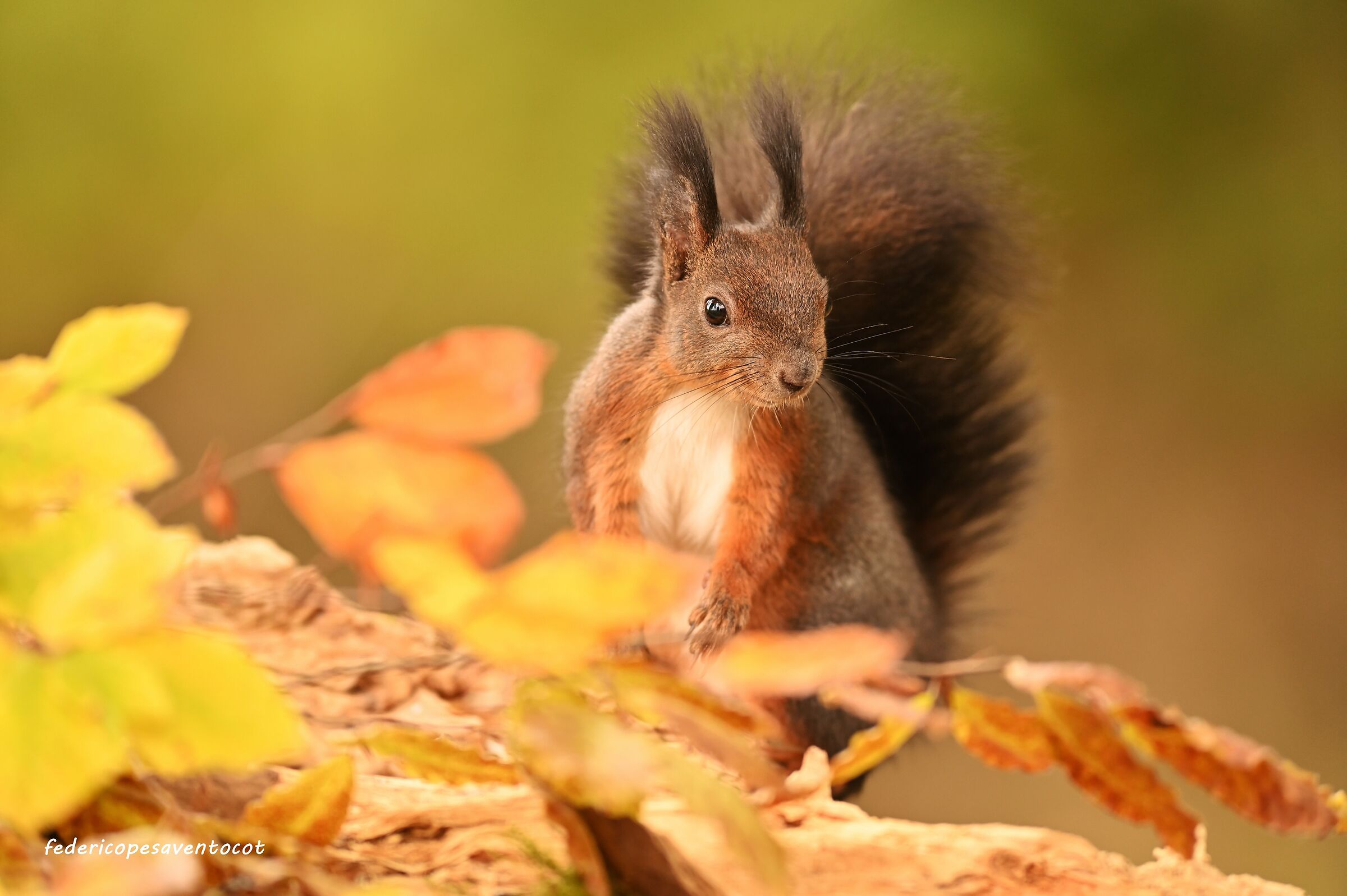 Come d 'autunno lo scoiattolo sulle foglie