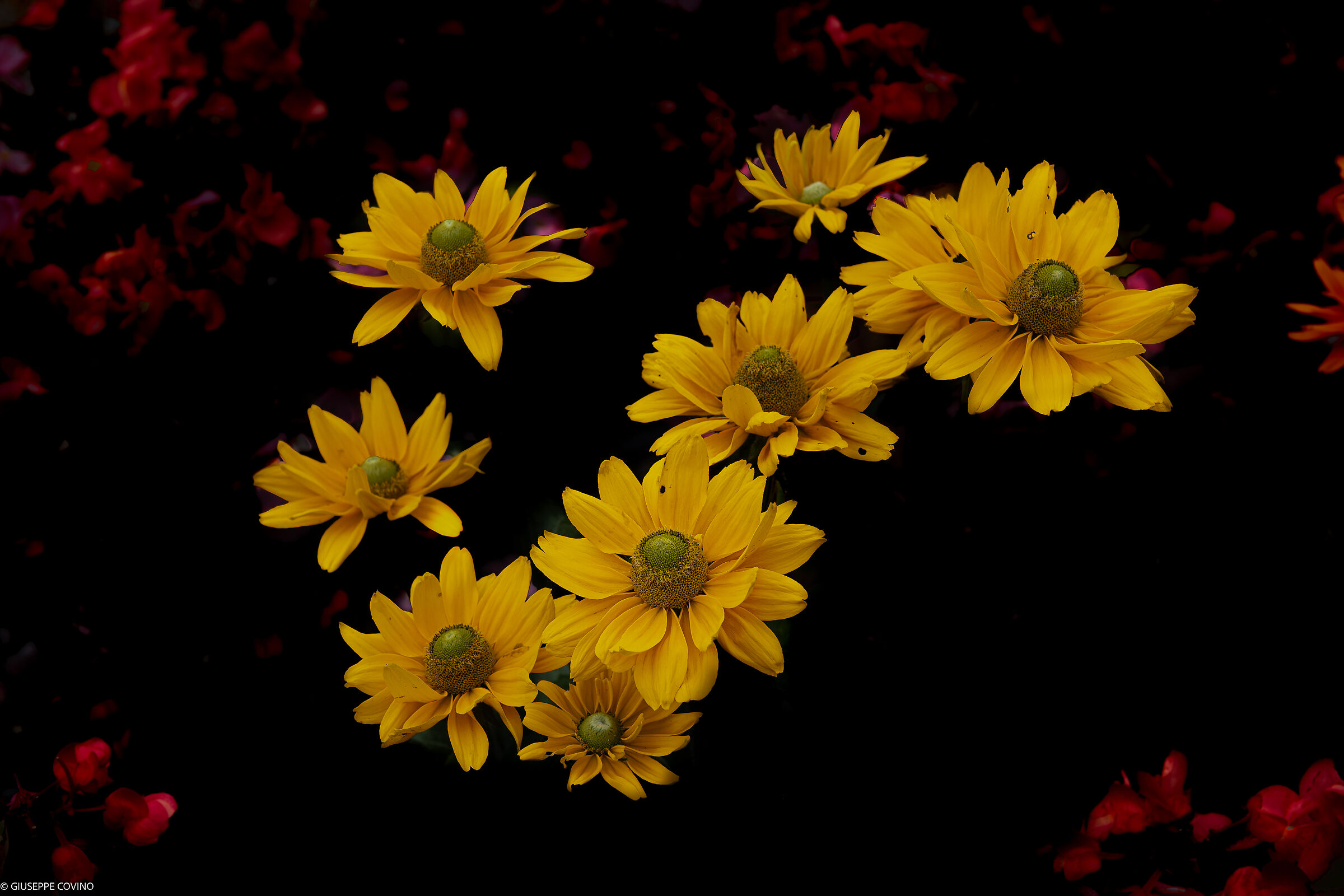 Volando tra colori diversi