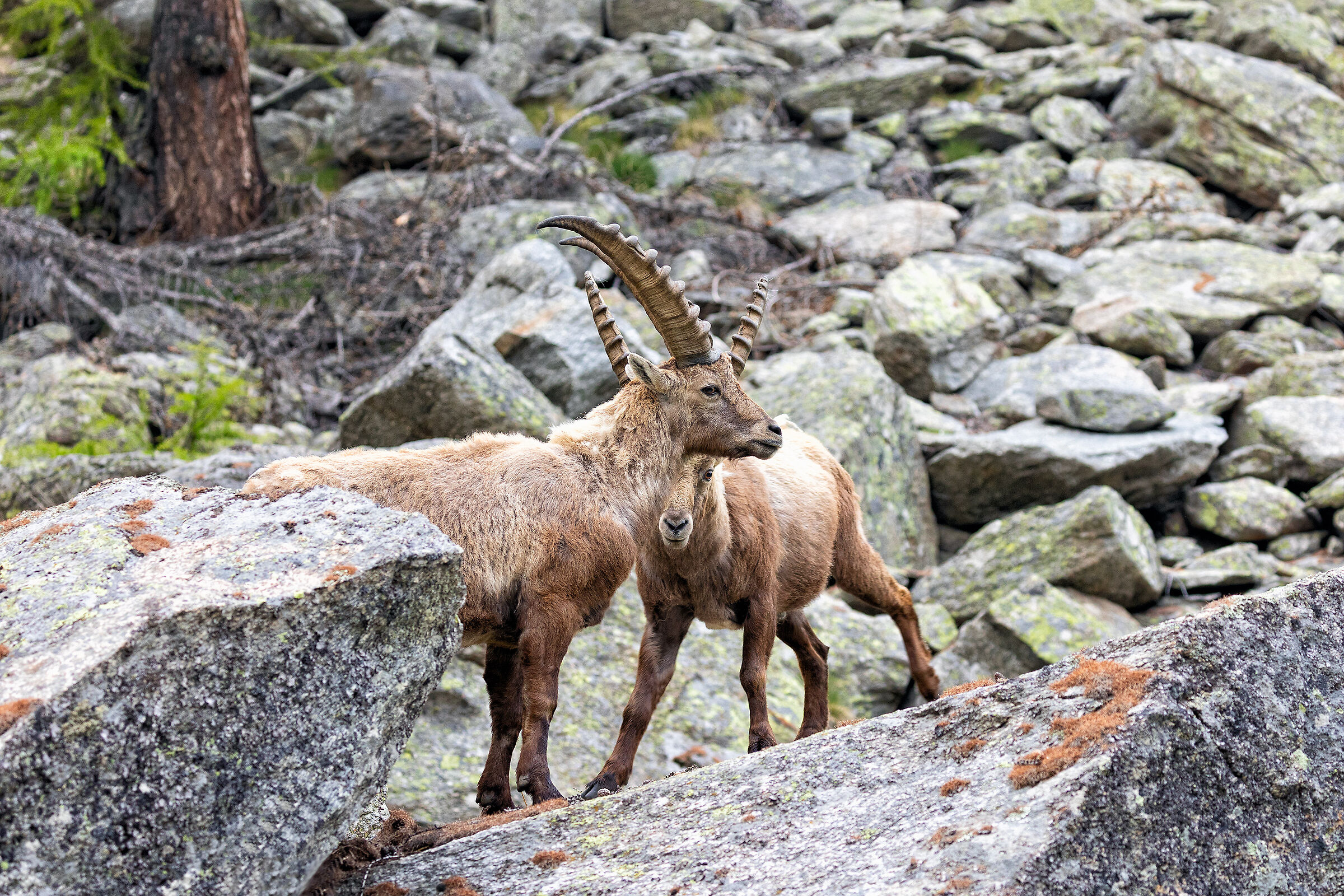 Ibex