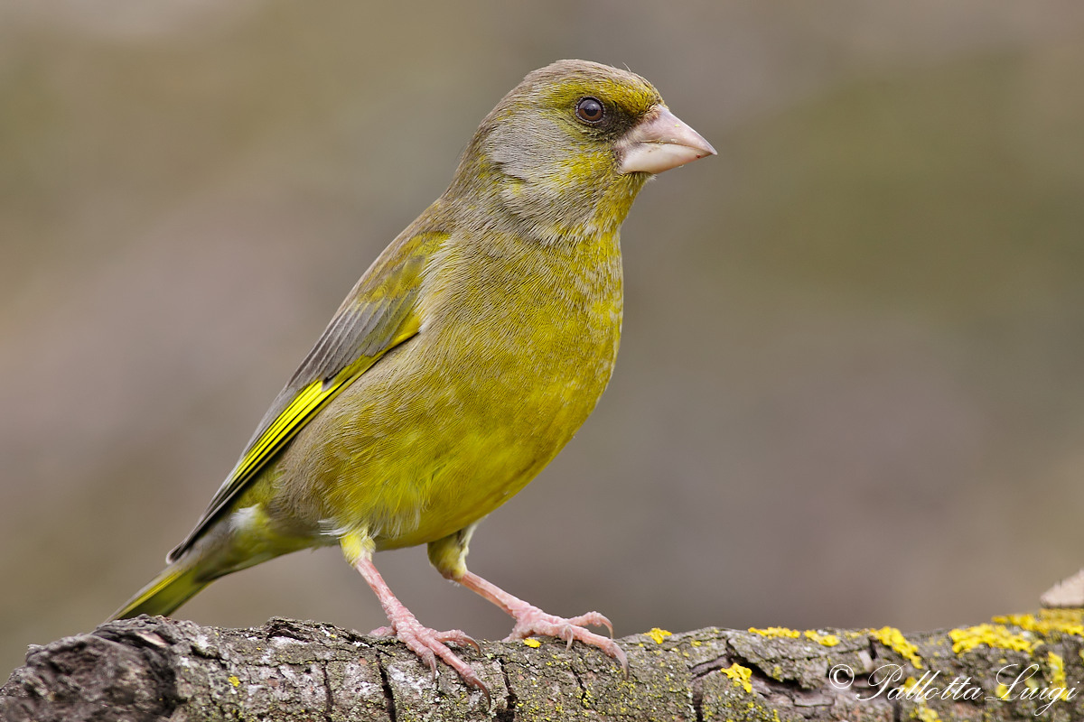 Greenfinch (Carduelis chloris)