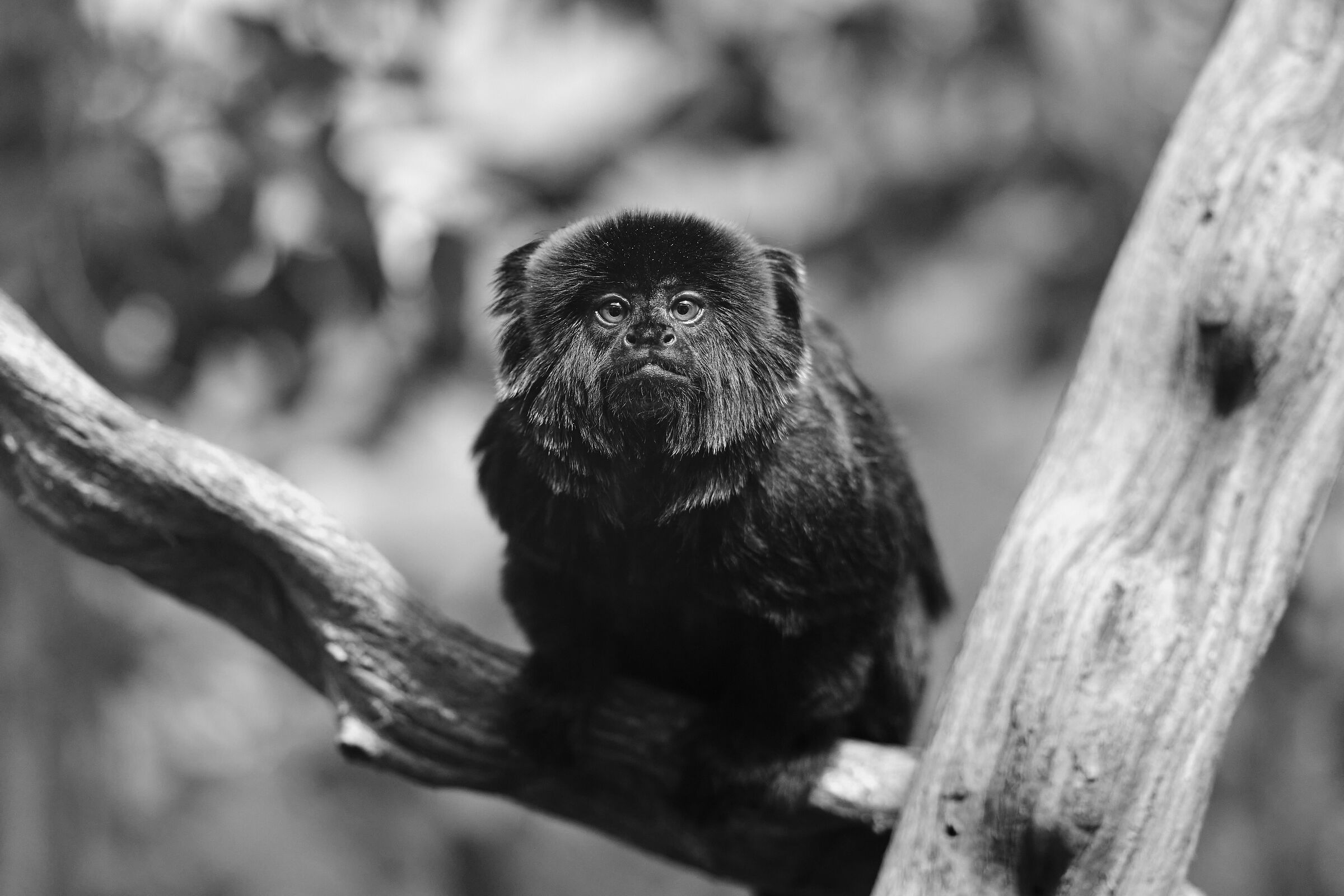 Curiosità oltre il vetro - Zoo di Berlino