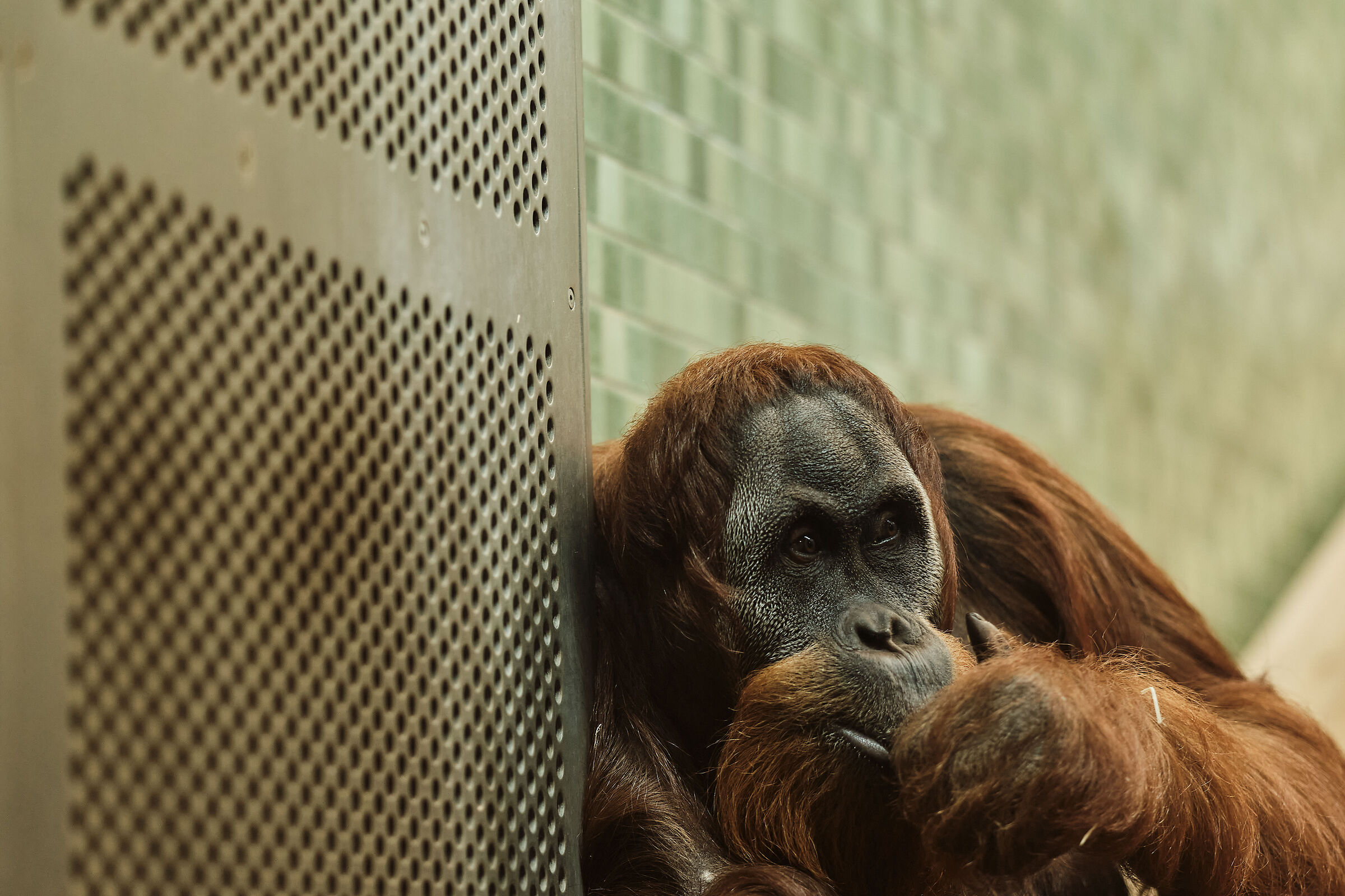 ... - Zoo di Berlino