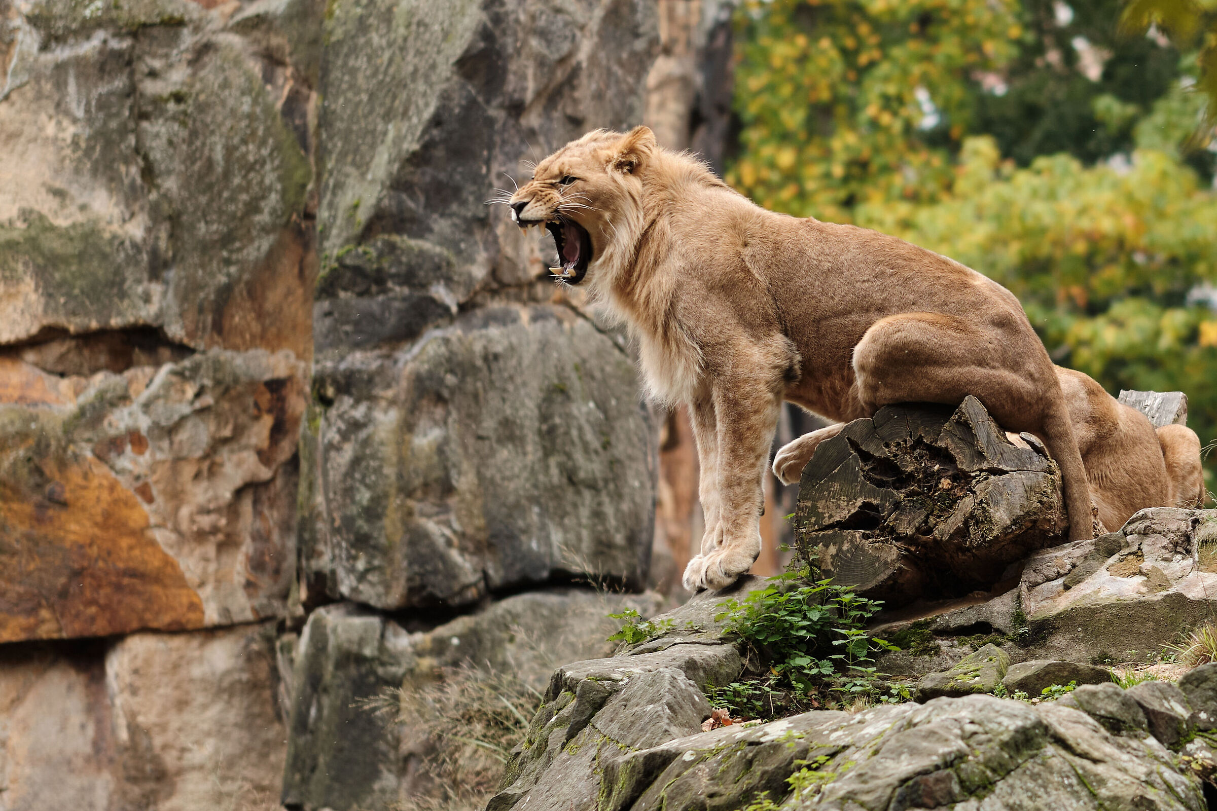 Ruggito o sbadiglio da noia cittadina? - Zoo di Berlino