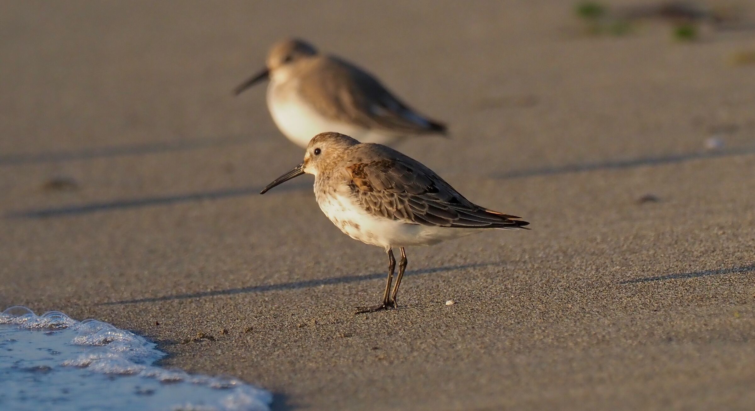 Dunlin