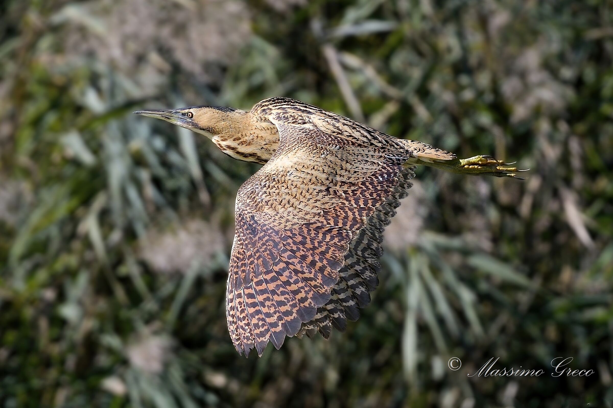 Bittern (Botaurus stellaris)