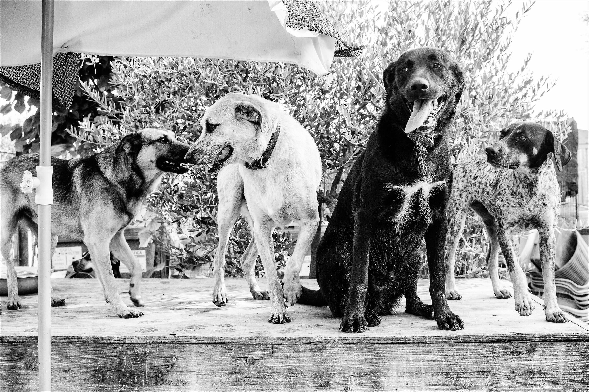 Paolino, Milo, Otis e Isotta