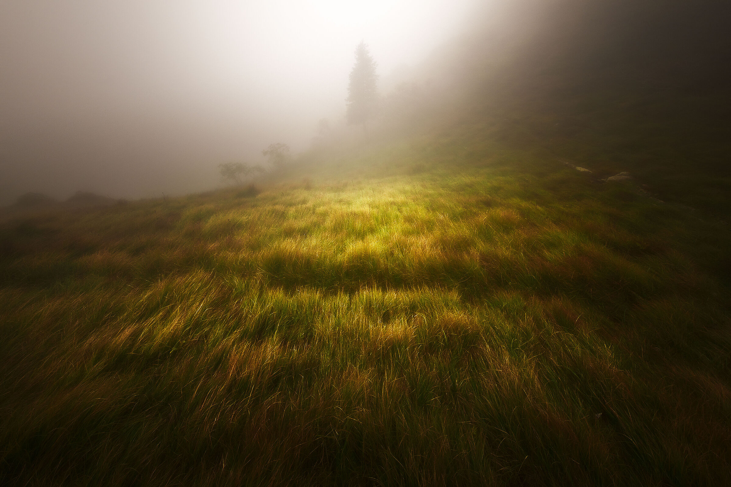 Hail to the Ghost Tree