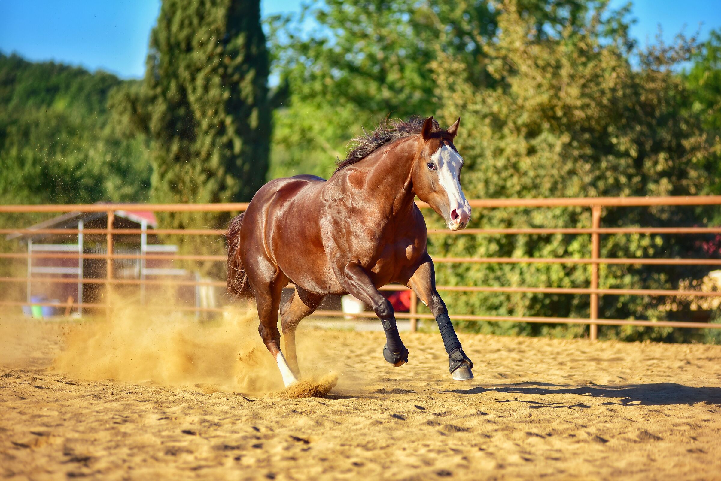 Quarter horse mare power