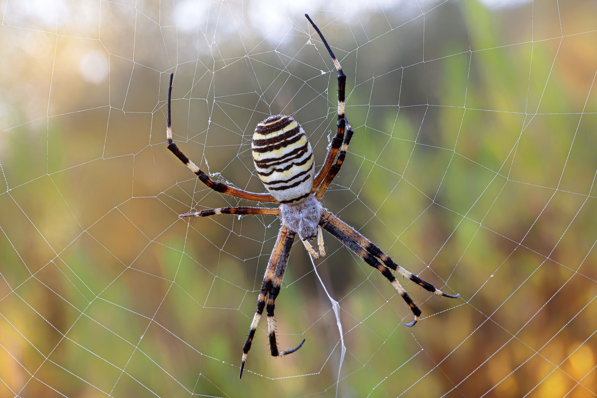 Argiope bruennichi (Scopoli, 1772)