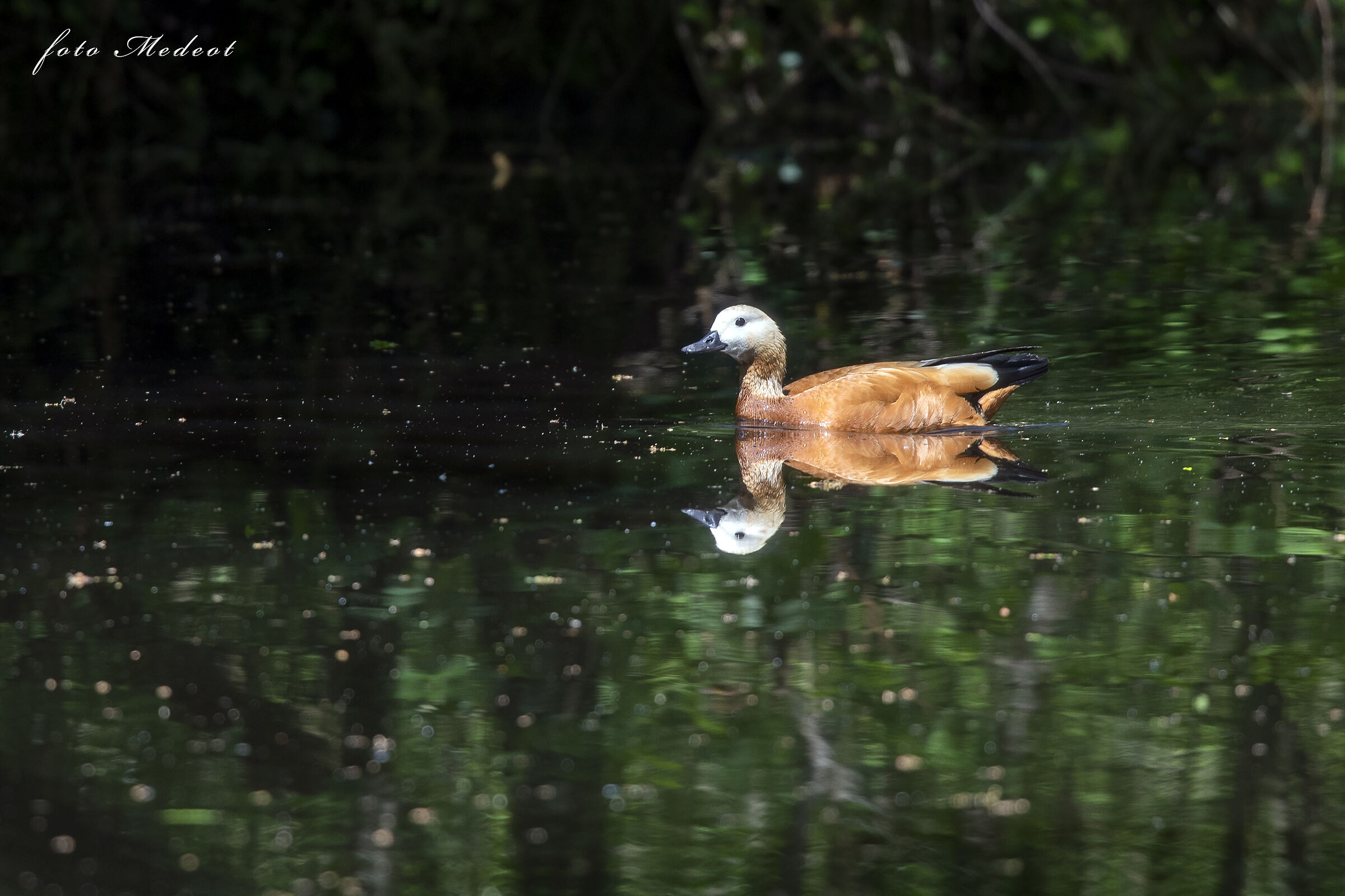 Riflessi nello stagno