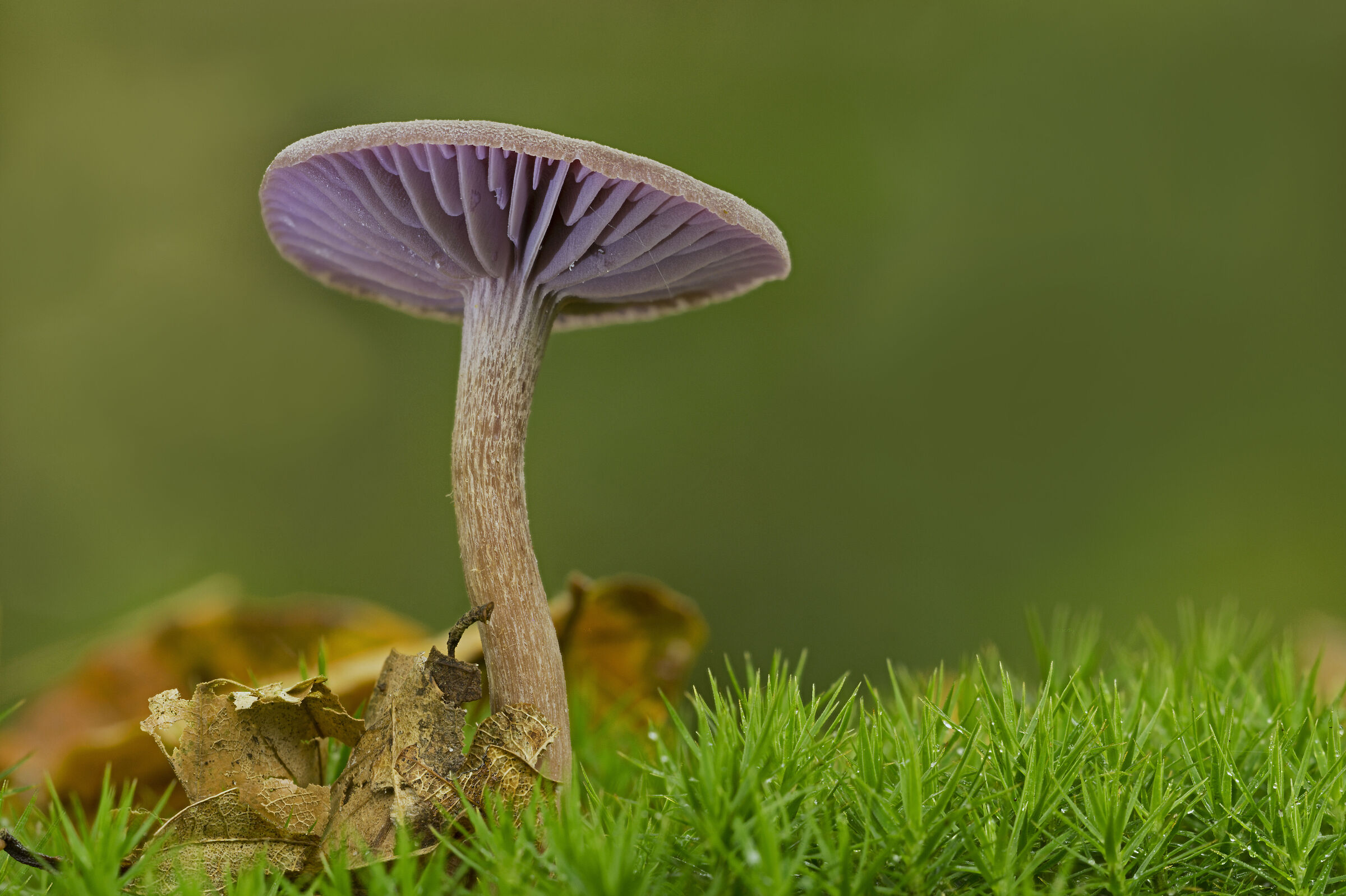 Finally, mushrooms are showing how beautiful they are