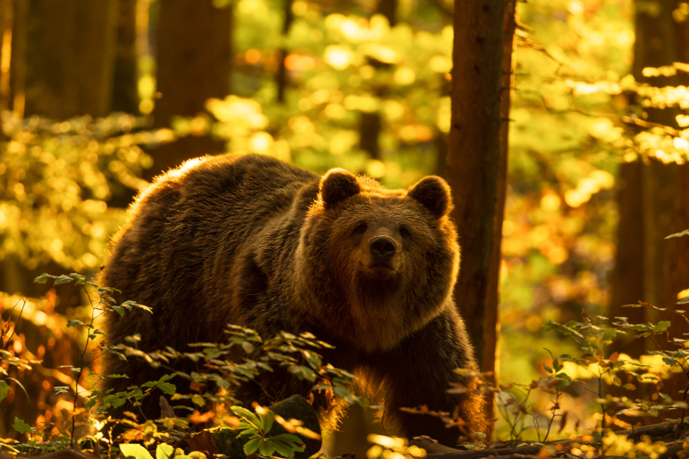 Le ultime uscite prima del lungo sonno