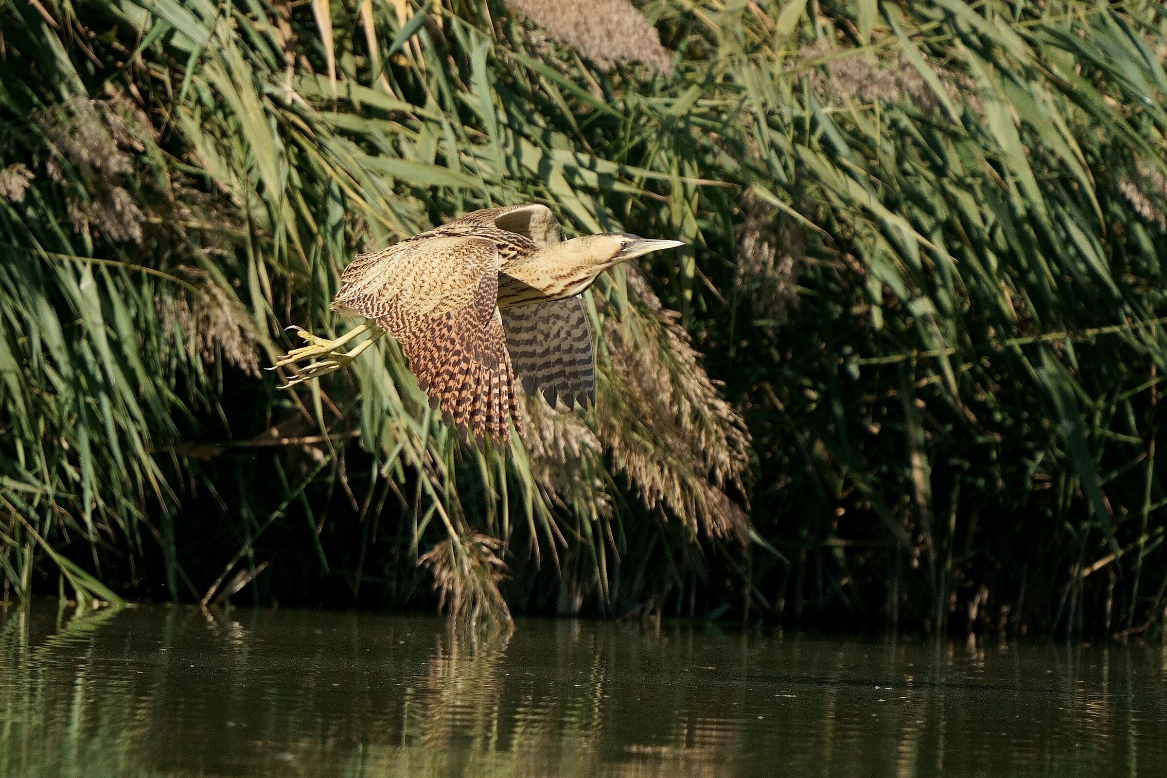 Bittern