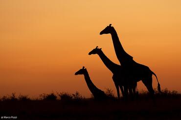 Giraffa camelopardalis