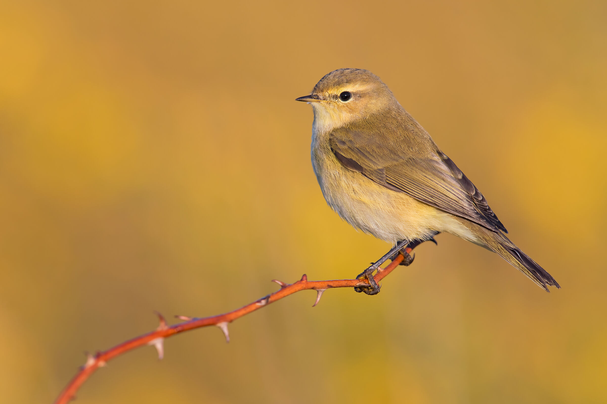 Chiffchaff